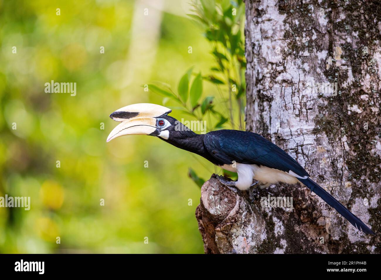 Un mâle adulte, le charme oriental pied, perche au-dessus d'un trou de nid potentiel et attend que son partenaire se joint à lui, Singapour Banque D'Images