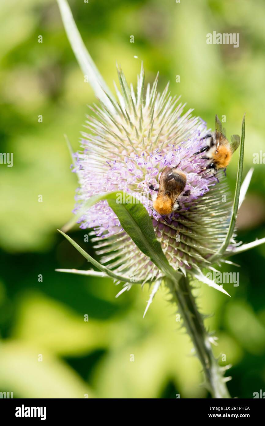 Bumblebee, nectar, suck, carte sauvage, Dipsacus fullonum, chardon, plante, botanique, été, nature, Fleur d'été, Zella, Thuringe, Allemagne, Banque D'Images