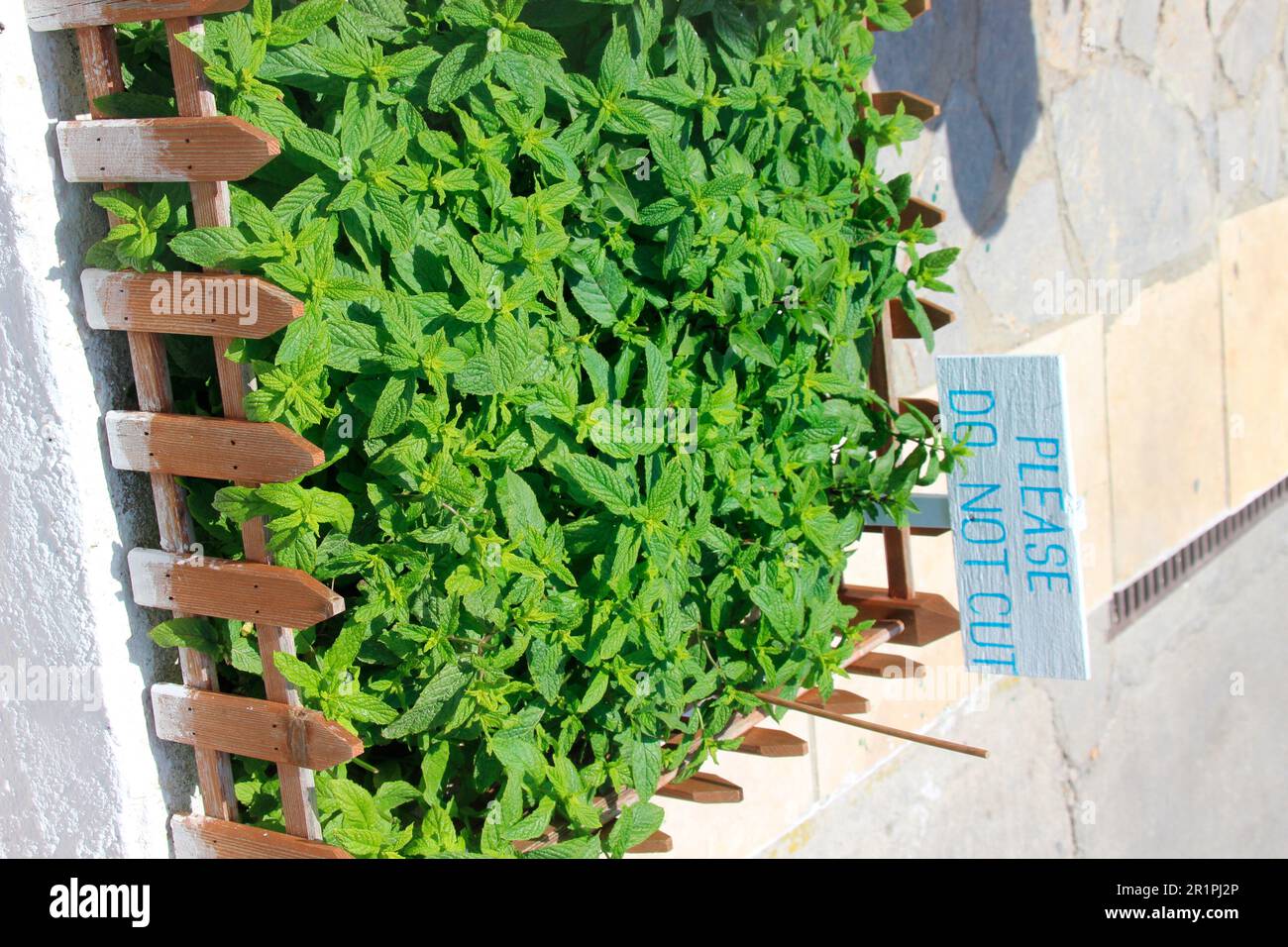 Frontière végétale, menthe sur l'île de Symi, Grèce Banque D'Images