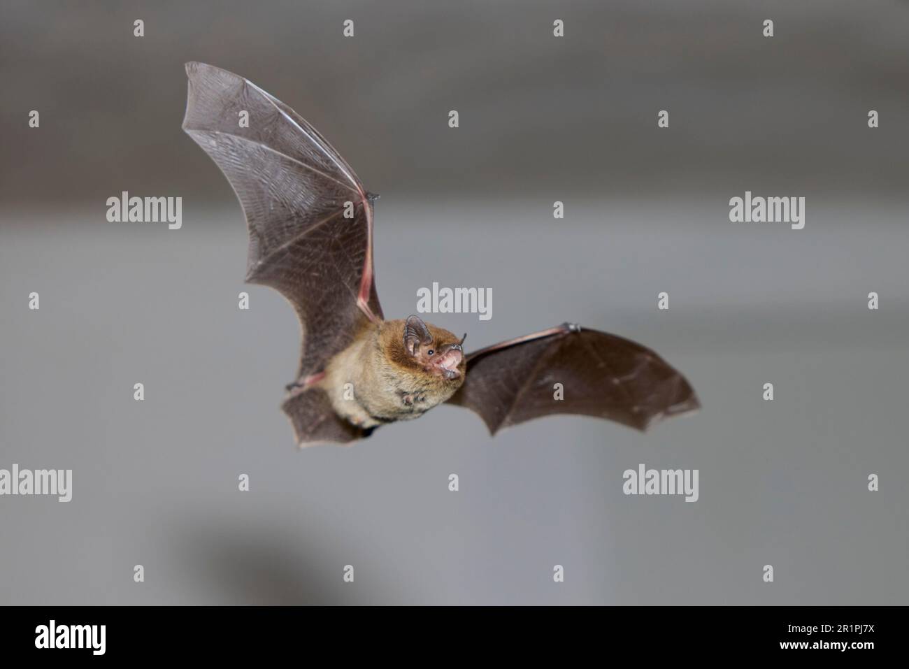 Chauve-souris, Pipistrellus nathusii, à la peau rugueuse, en vol Banque D'Images