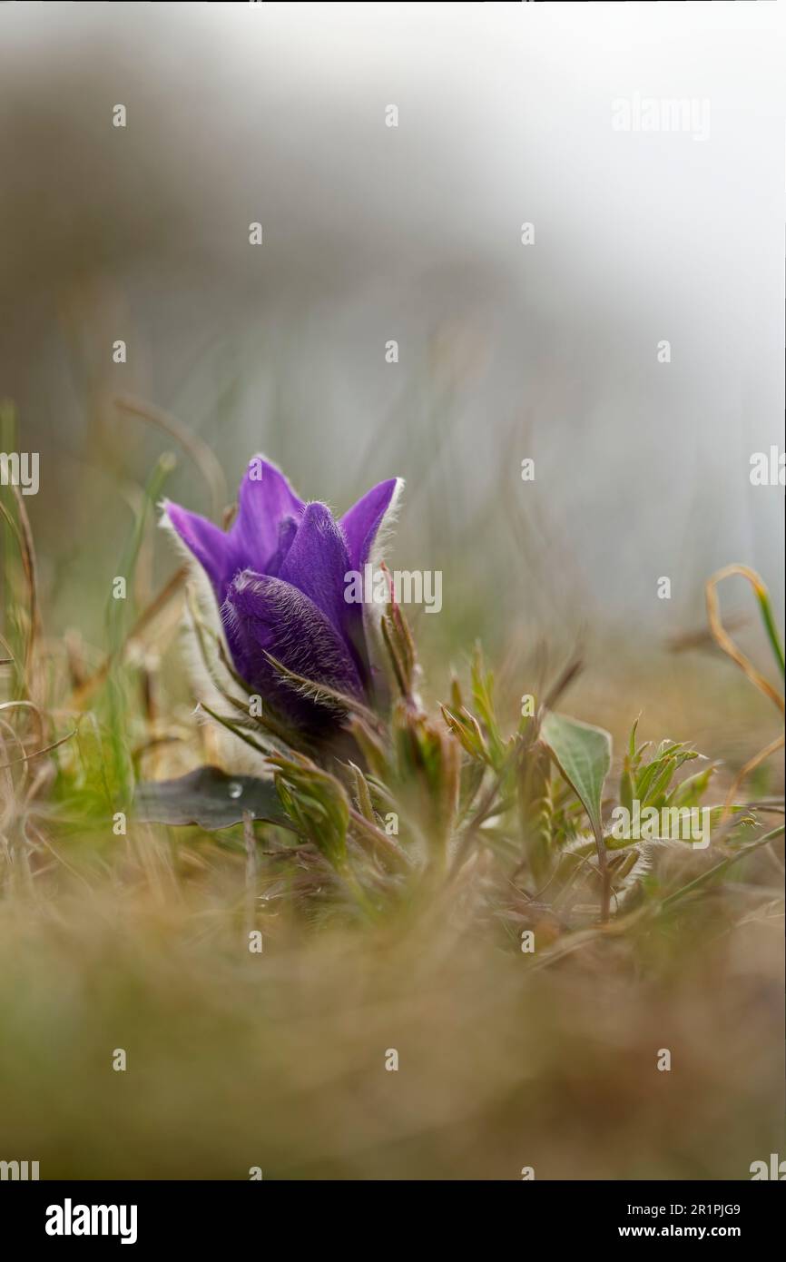 Cowslip, fleur de Pasque, Pulsatilla vulgaris Banque D'Images