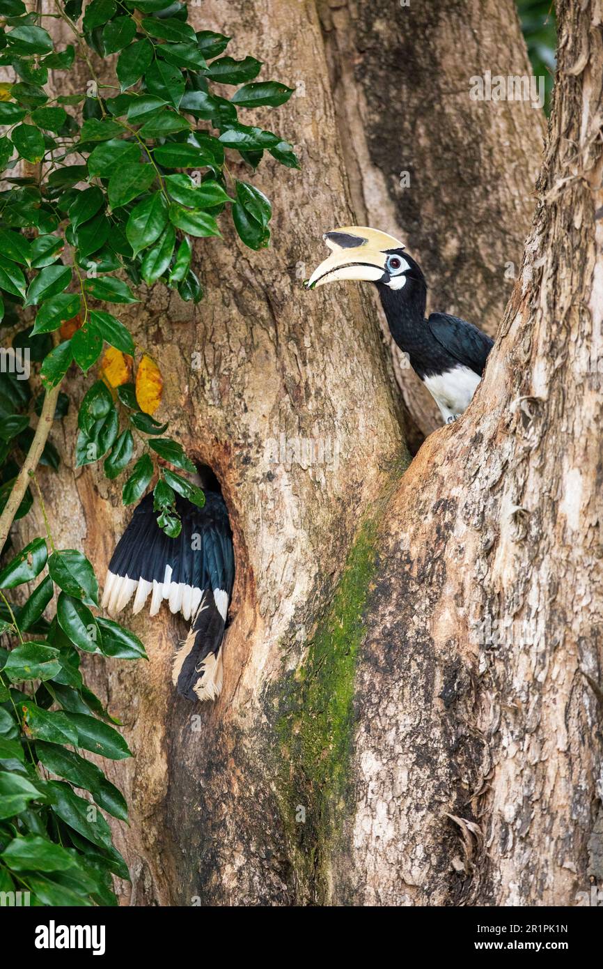 Le coléoptère oriental masculin adulte apporte un coléoptère pour nourrir son partenaire et encourager la construction de nids dans le tronc d'un arbre angsana, Singapor Banque D'Images