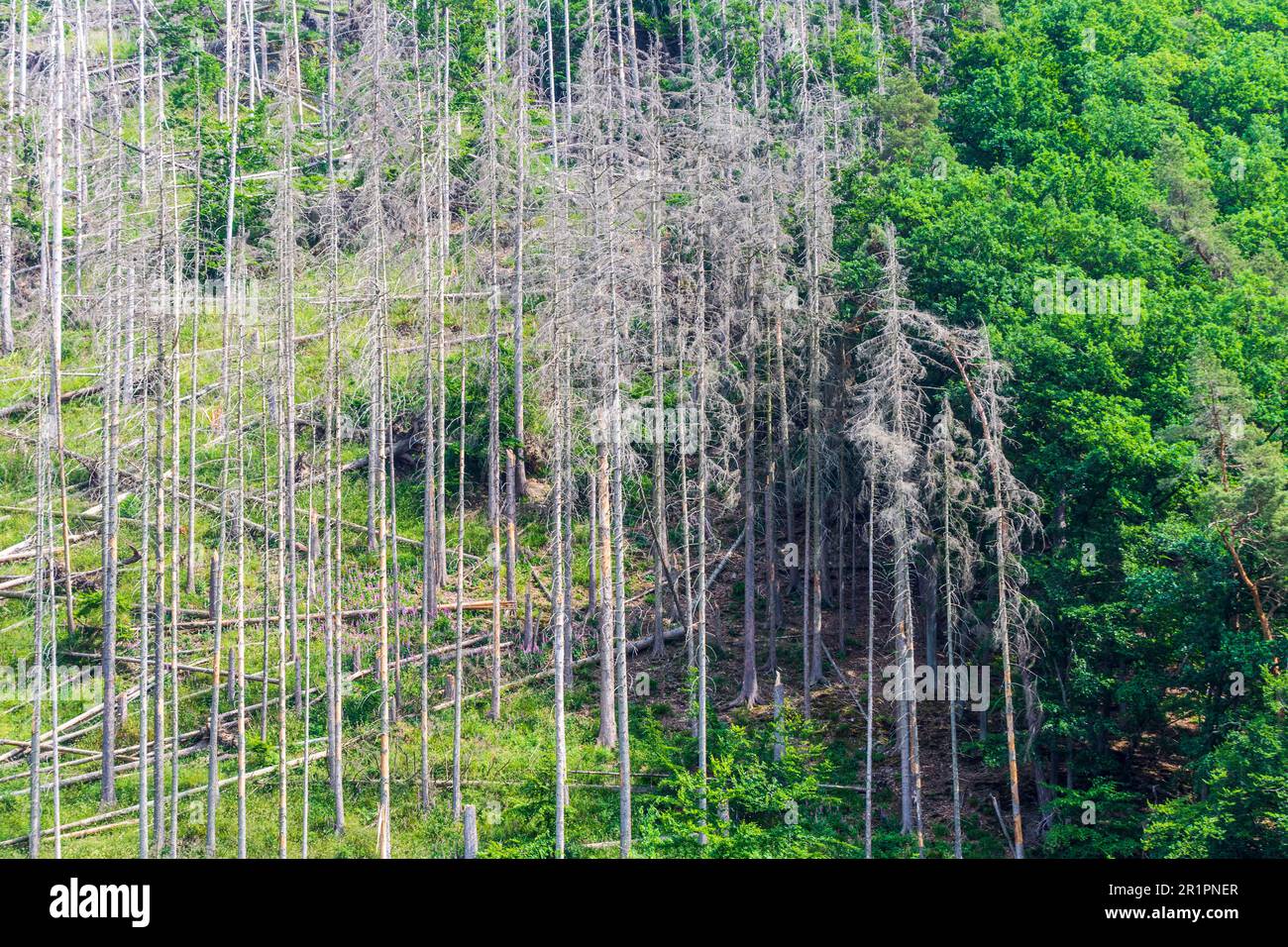 Marsberg, arbres endommagés par le coléoptère de l'écorce sont tombés, forêt dans les pays aigre, Rhénanie-du-Nord-Westphalie, Allemagne Banque D'Images