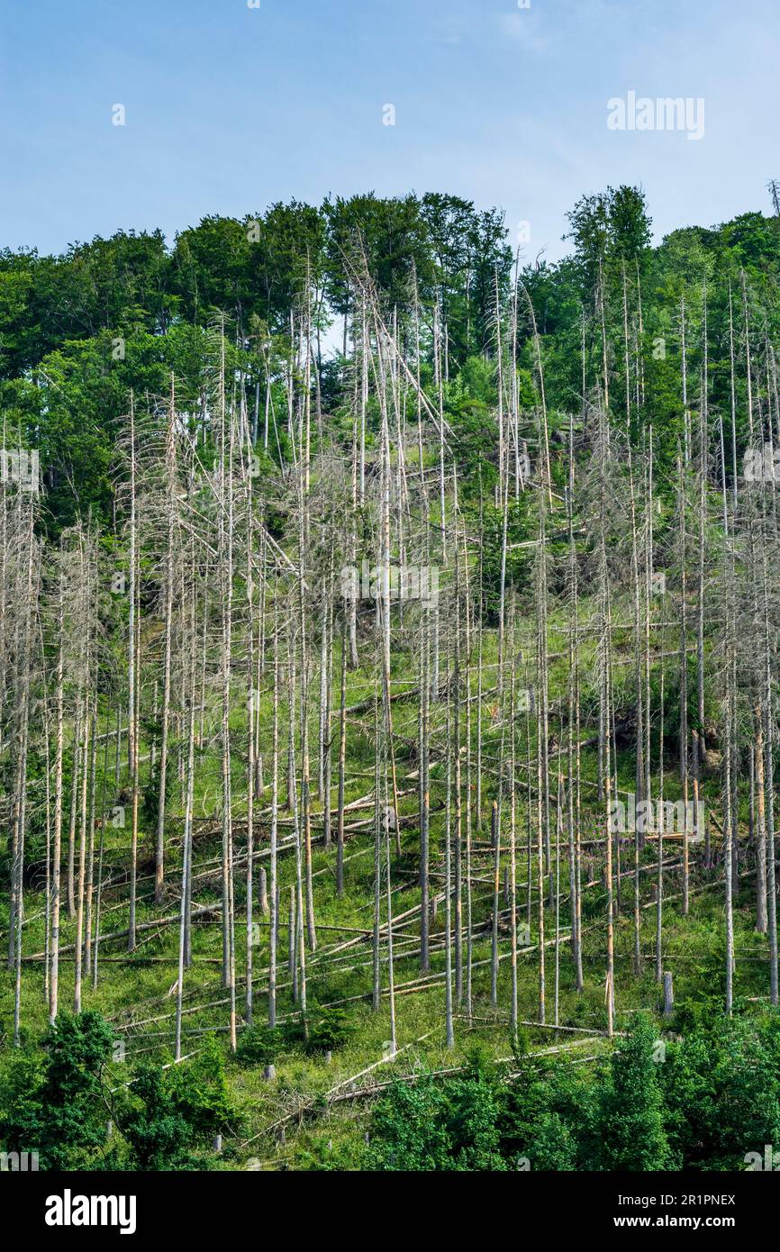 Marsberg, arbres endommagés par le coléoptère de l'écorce sont tombés, forêt dans les pays aigre, Rhénanie-du-Nord-Westphalie, Allemagne Banque D'Images