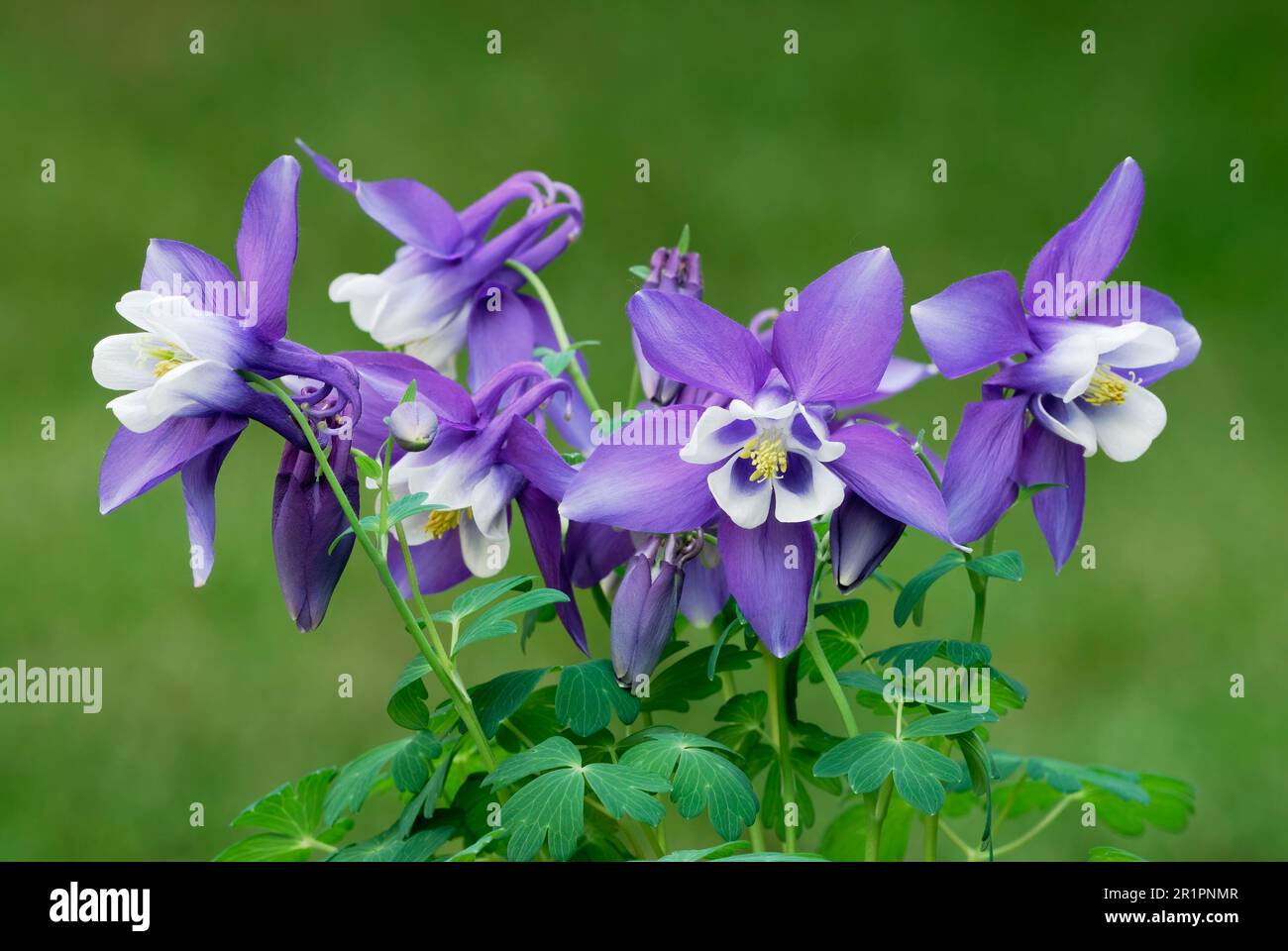 Aquilegia caerulea, usine de columbine. Fleurs blanches bleues avec bourgeons et feuilles, gros plan. Fond vert flou. Jardin ornemental, Trencin Slovaquie Banque D'Images