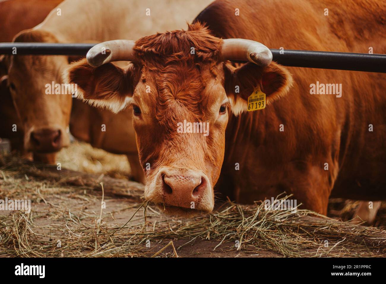 Une vache brune dans un abri de vache d'une ferme, élevage de bétail Banque D'Images