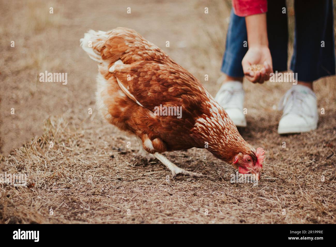 poule à la recherche de nourriture, maintien de poulet Banque D'Images