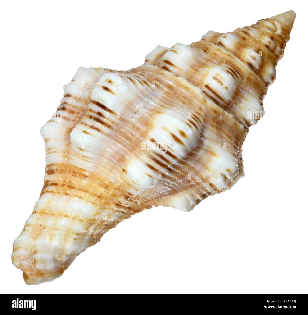 Barclay's shell Latirus barclayi Latirus (6.5cm) Banque D'Images
