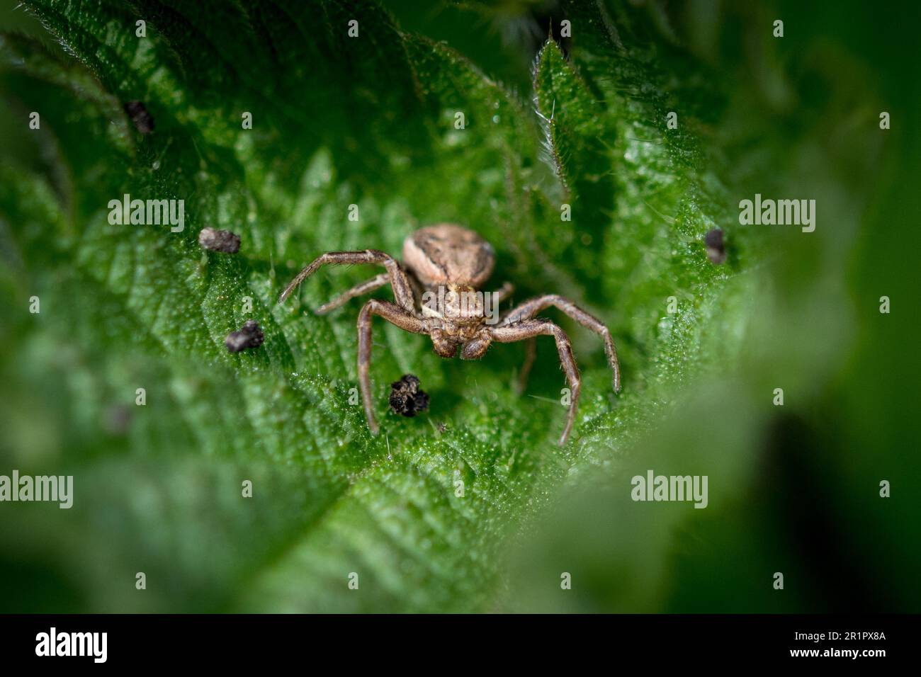 Une araignée crabe menaçante (Xysticus sp) s'accroupit parmi les feuilles, attendant la proie. Photographié à Tunstall, Sunderland, Royaume-Uni Banque D'Images