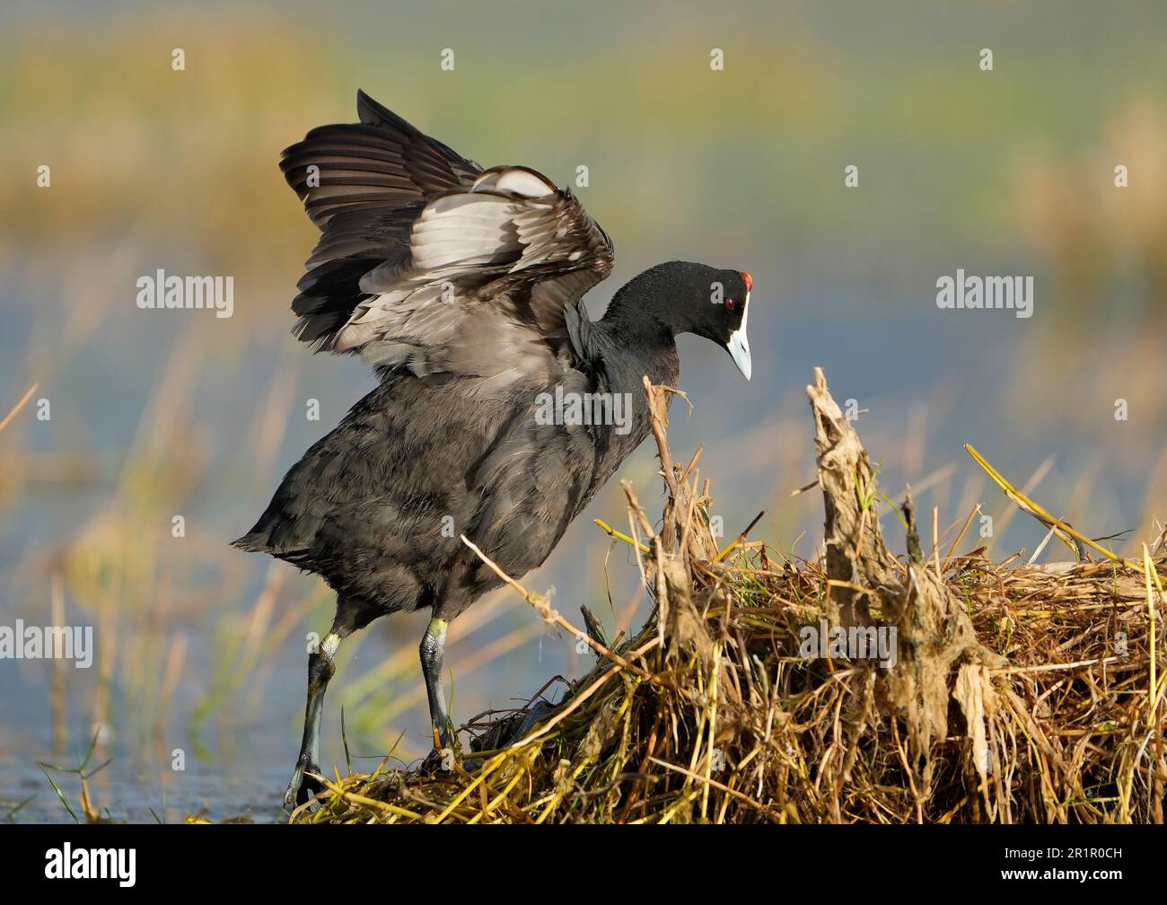 Coot à boutons rouges (Fulica cristata), lagune de la rivière Bot, Overberg, Afrique du Sud. Banque D'Images