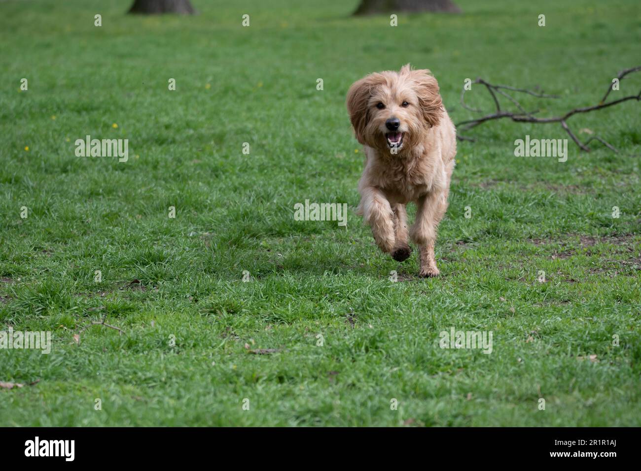Chien (Mini Goldendoodle) courant dans un pré Banque D'Images