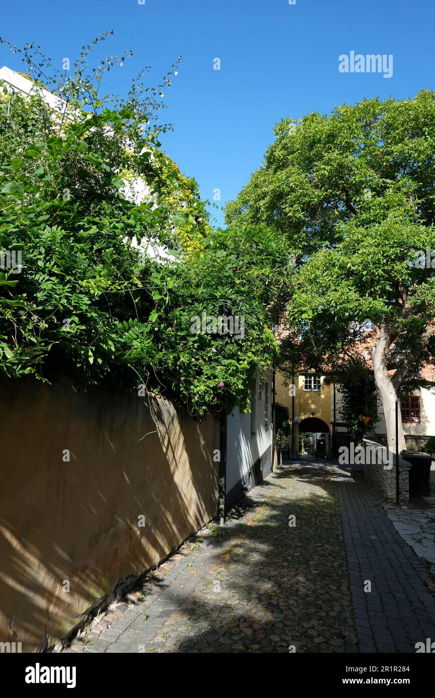 Suède, Gotland, Visby, été, rue, ombre, arbres verts Banque D'Images