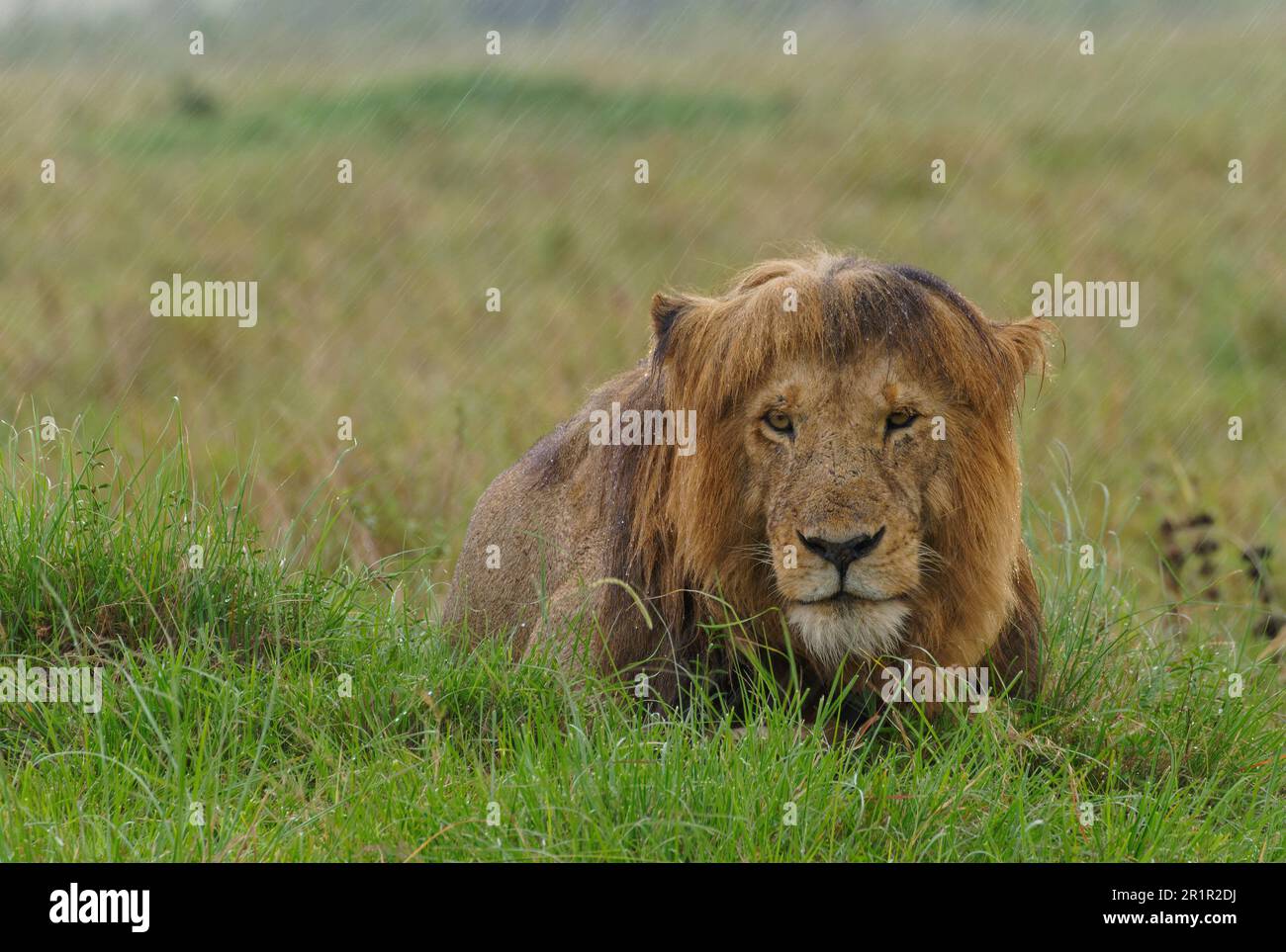 Lion fourré (Panthera leo) dans une forte descente dans la savane d'herbe, sanctuaire de la faune de Maasai Mara, Kenya. Banque D'Images