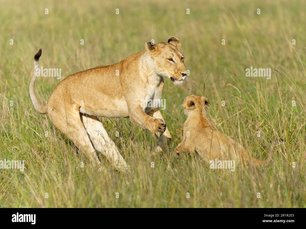 Jeune lion (Panthera leo), réserve de gibier de Maasai Mara, Kenya Banque D'Images