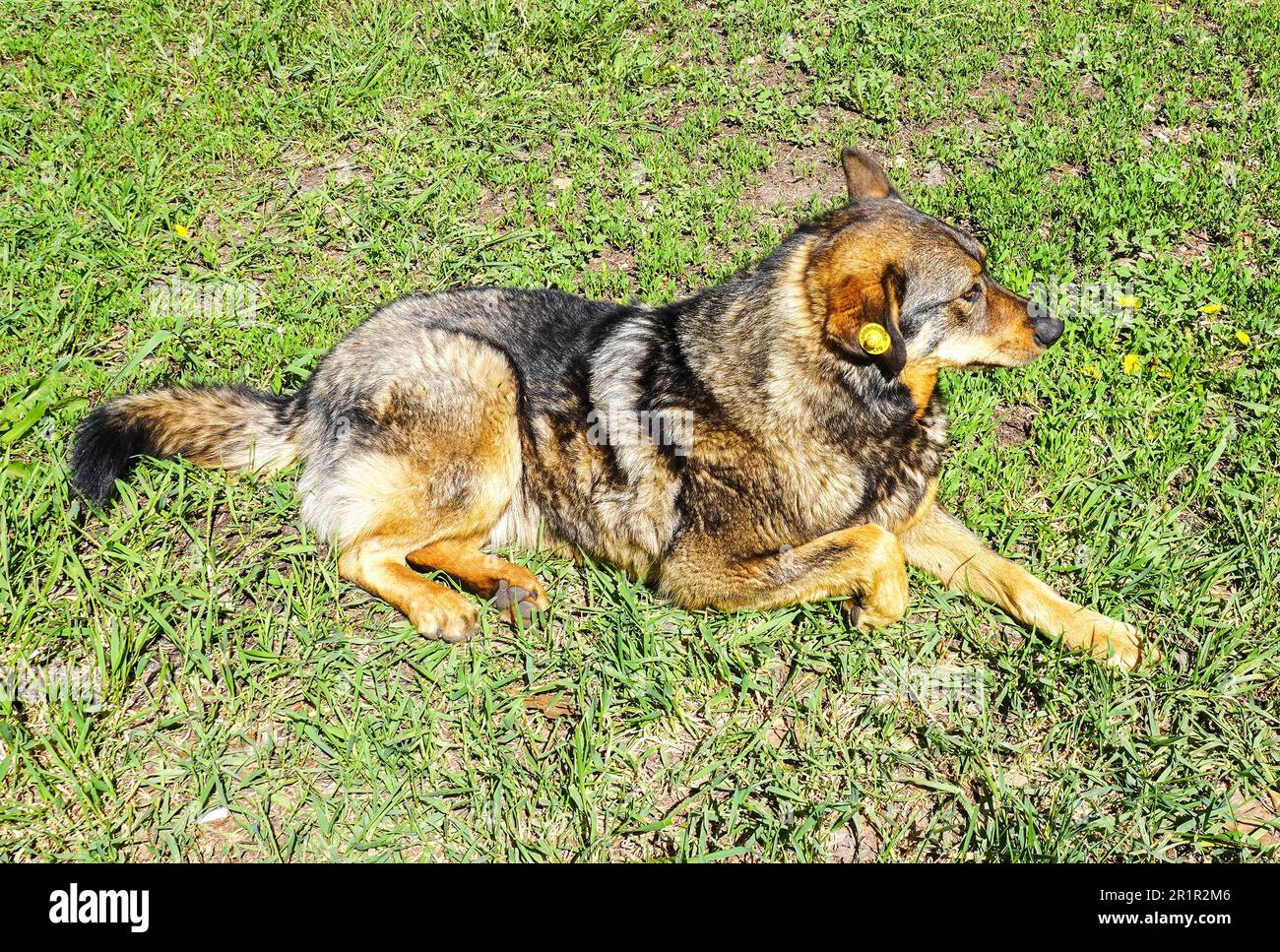 Chien errant reposant sur l'herbe en été. Le chien ébréché sans abri repose sur l'herbe verte. Chien avec une étiquette puce dans son oreille Banque D'Images