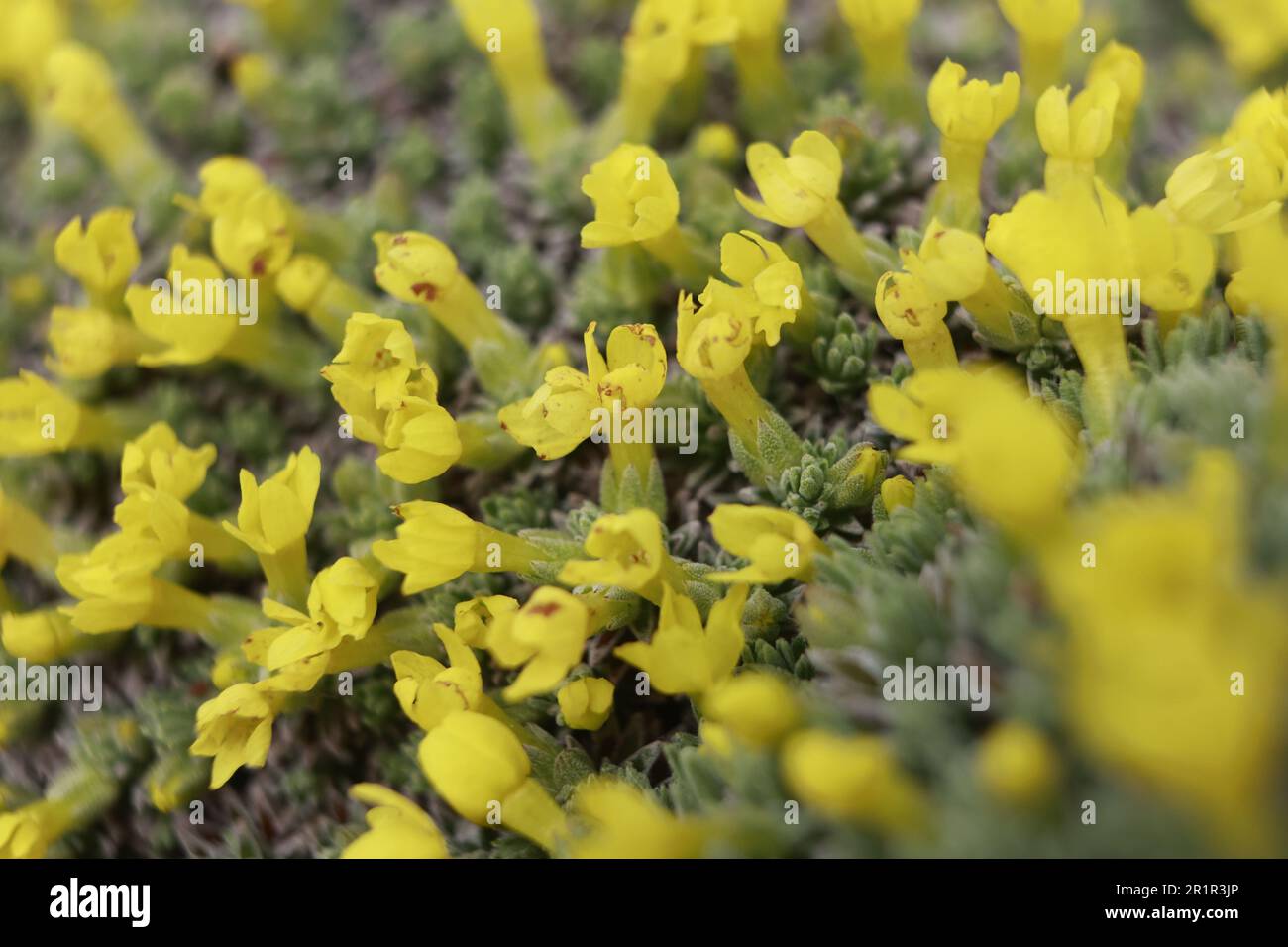 Schierke, Allemagne. 15th mai 2023. Les fleurs de la premrose dorée, originaire d'Espagne, peuvent être vues dans le jardin Brocken. À compter d'aujourd'hui (15.05.2023), des visites guidées sont proposées à nouveau dans le jardin Brocken. Dans le jardin Brocken, il y a un total de 1500 espèces de plantes de toutes les hautes montagnes du monde. Credit: Matthias Bein/dpa/Alay Live News Banque D'Images