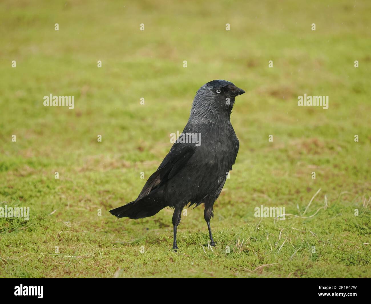 Jackdaw, se nourrissant dans les terres agricoles où il prend des invertébrés. Banque D'Images
