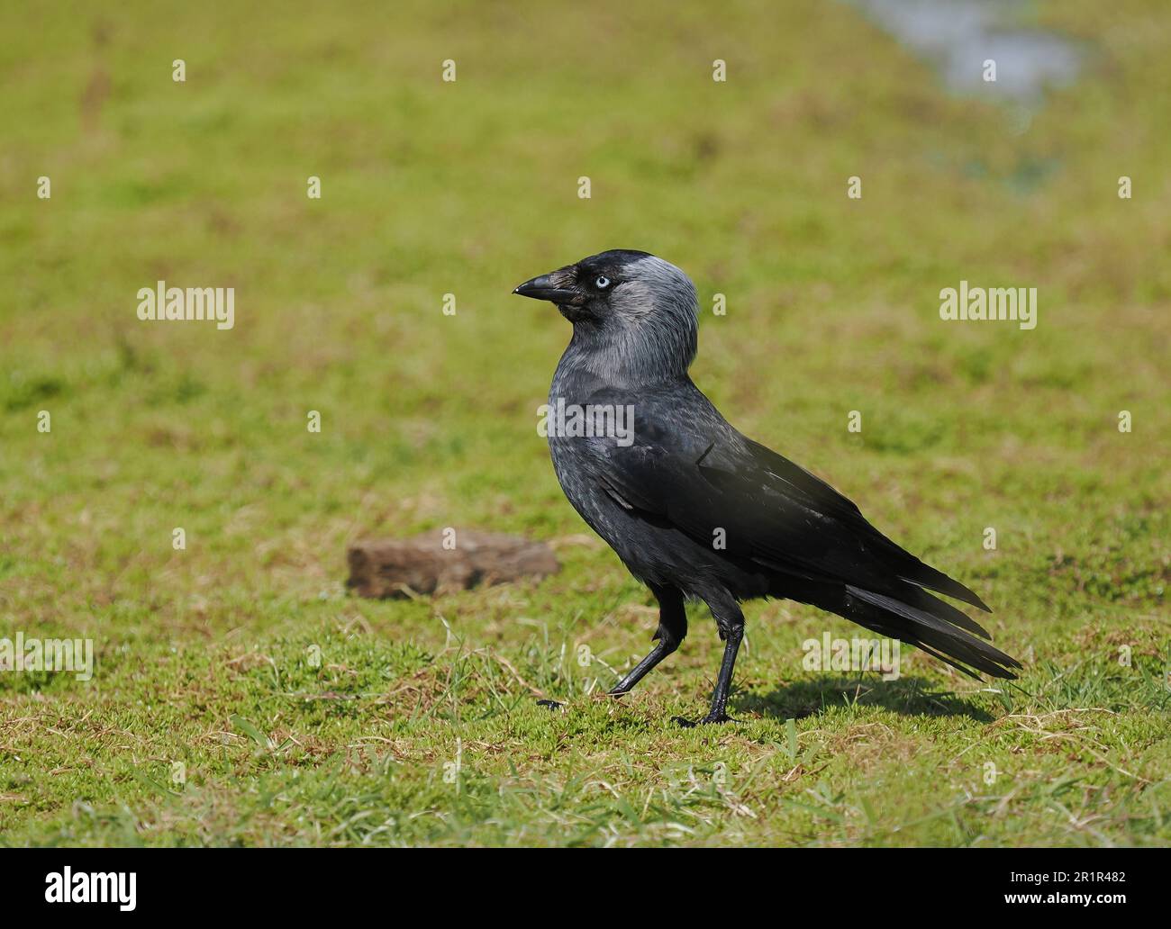 Jackdaw, se nourrissant dans les terres agricoles où il prend des invertébrés. Banque D'Images