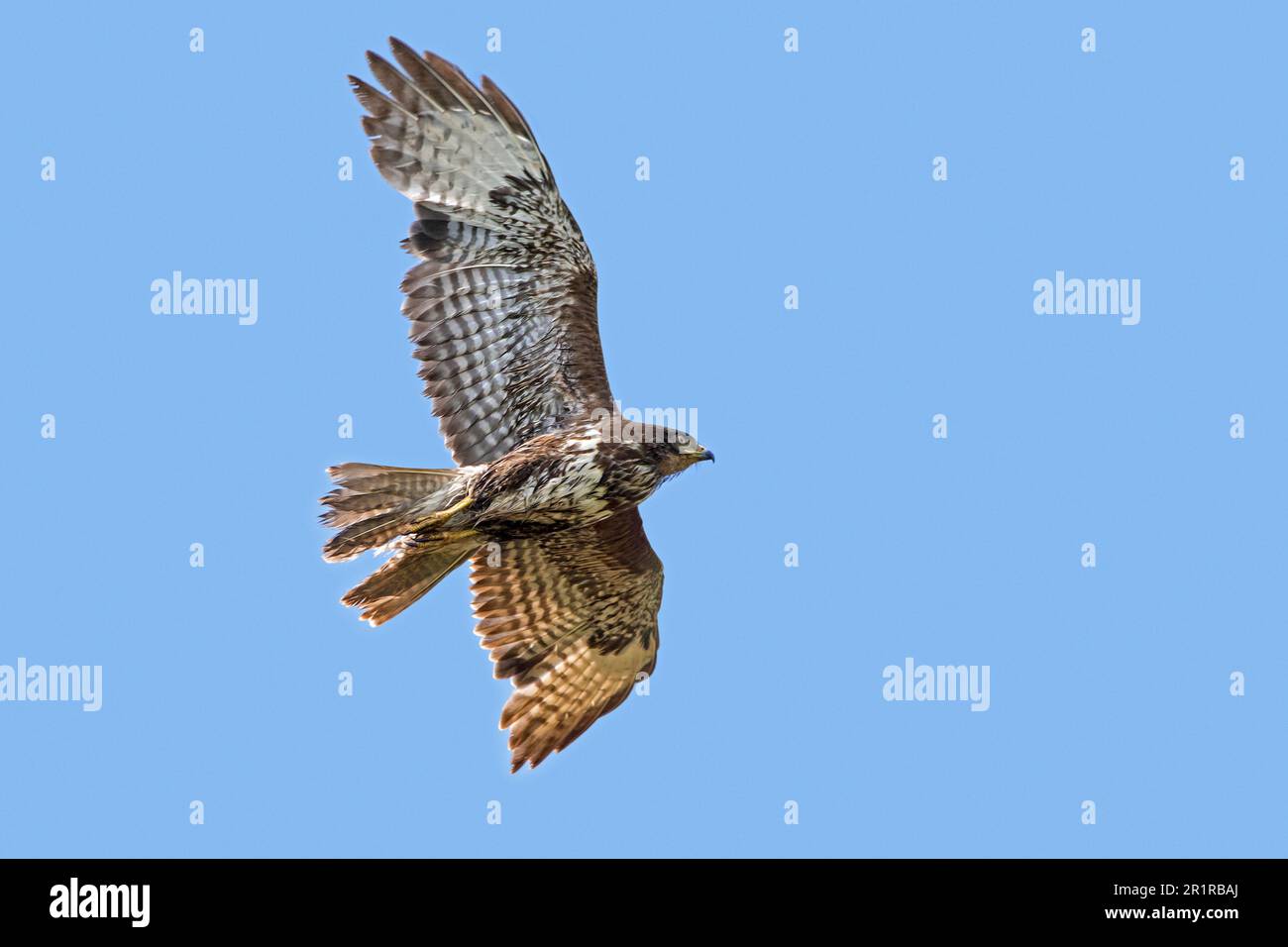 Mue / mue bourdonnement commun (Buteo buteo) en vol avec des plumes de queue manquantes et usées et de nouvelles plumes d'aile pendant la mue de printemps / mue Banque D'Images