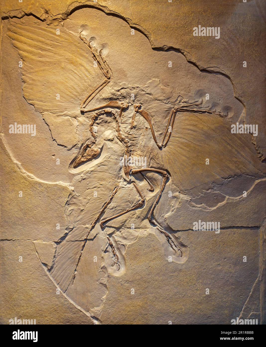 Urvogel, Berlin spécimen d'Archéopteryx (Archéopteryx siemensii), réplique du fossile transitoire de dinosaure ressemblant à un oiseau, Jurassique tardif Banque D'Images