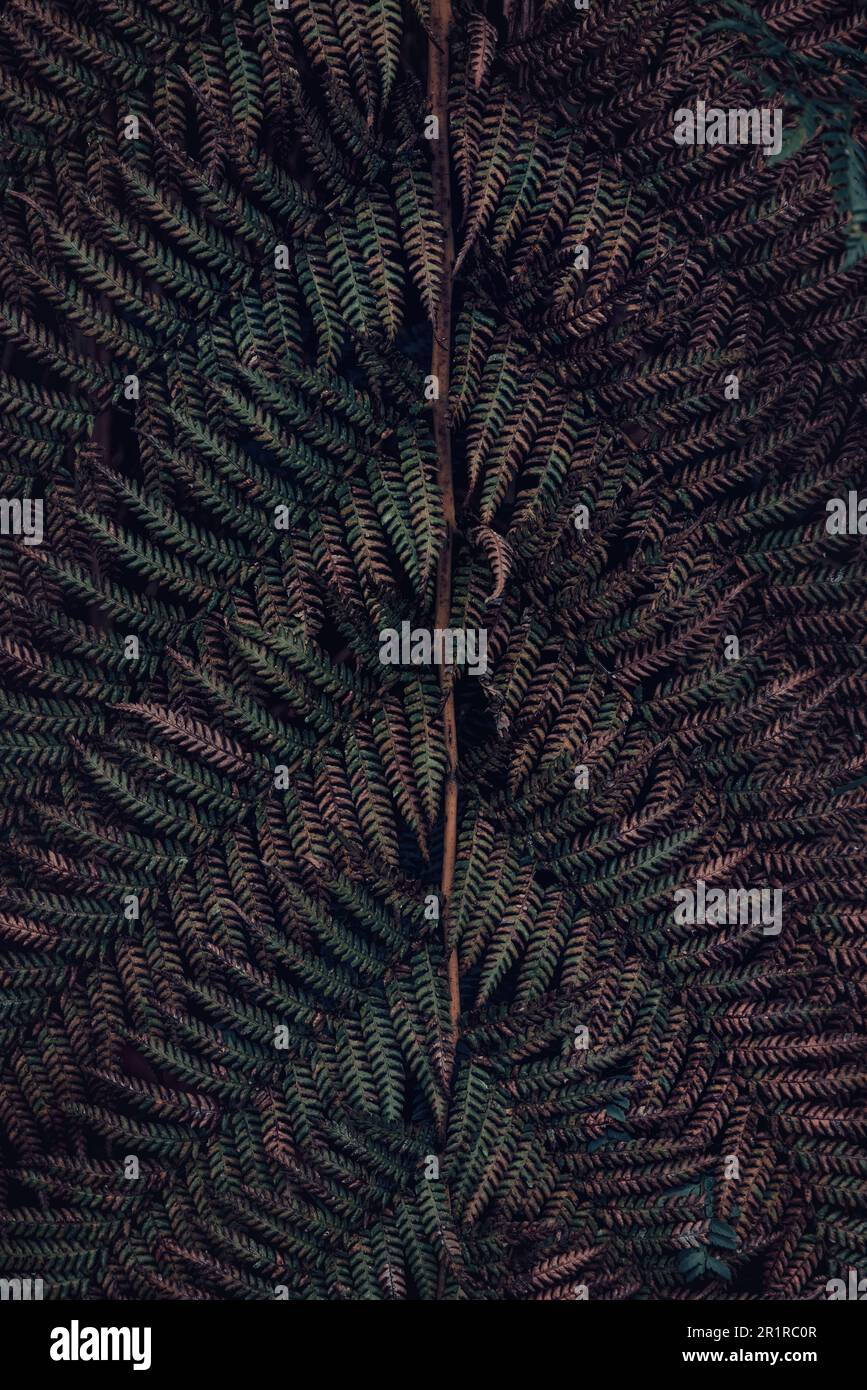 Arrière-plan de la fougères de l'arbre. Tons de forêt sombre et doux d'une feuille de fougères dans une forêt tropicale, Tasmanie, Australie. Banque D'Images