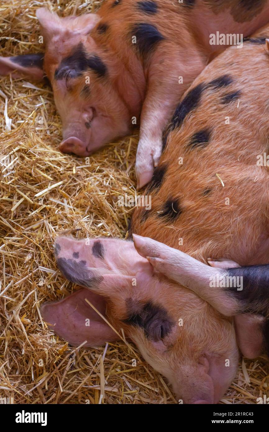 Agriculture aujourd'hui, Business 14/05/2023. Gros plan vertical des cochons endormis. Helen Cowles/Alamy Banque D'Images
