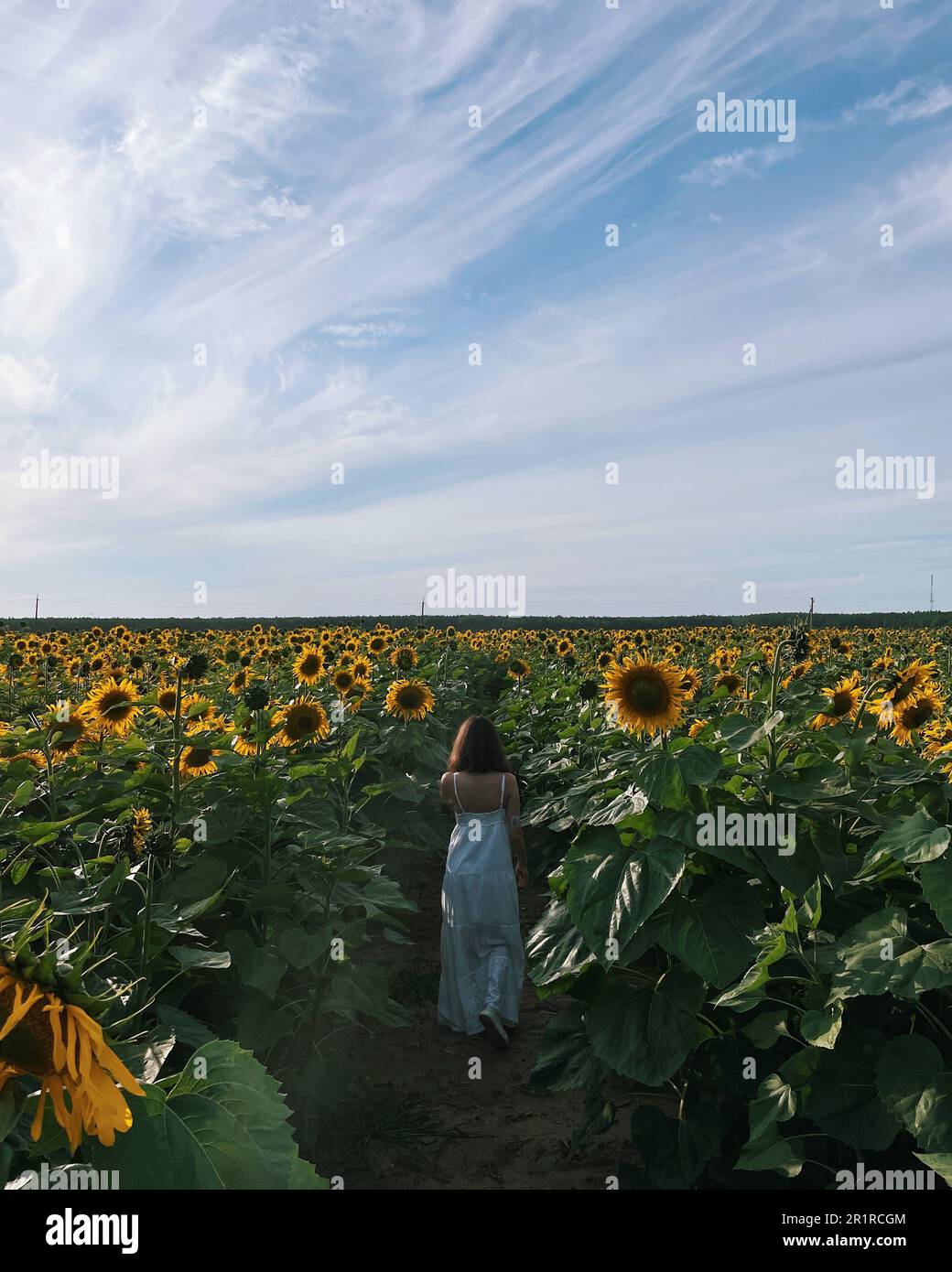 Vue arrière d'une femme marchant dans un champ de tournesols en été, Biélorussie Banque D'Images