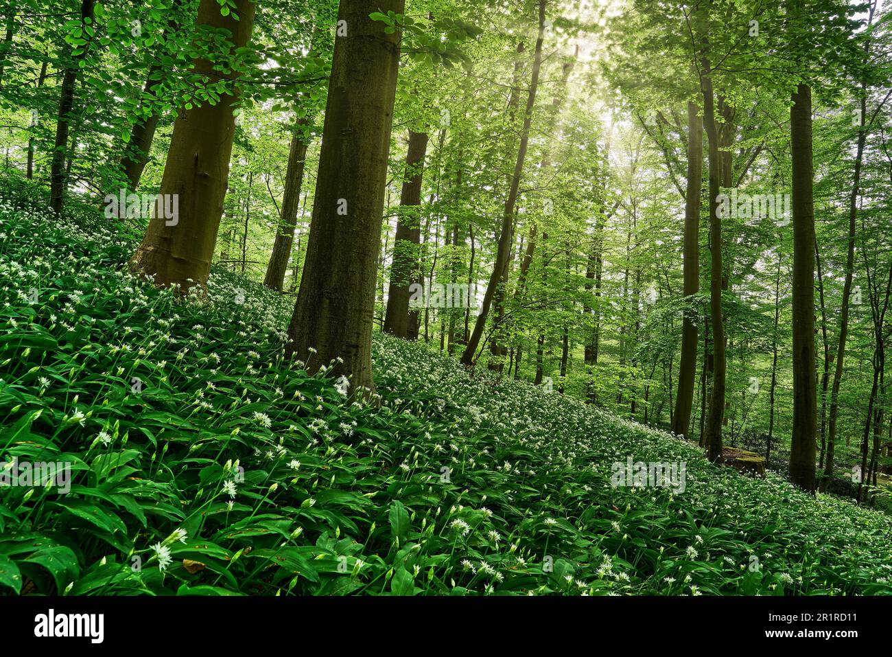 Ail sauvage en fleurs dans la forêt près du Rütihard à Mutten BL, Suisse Banque D'Images