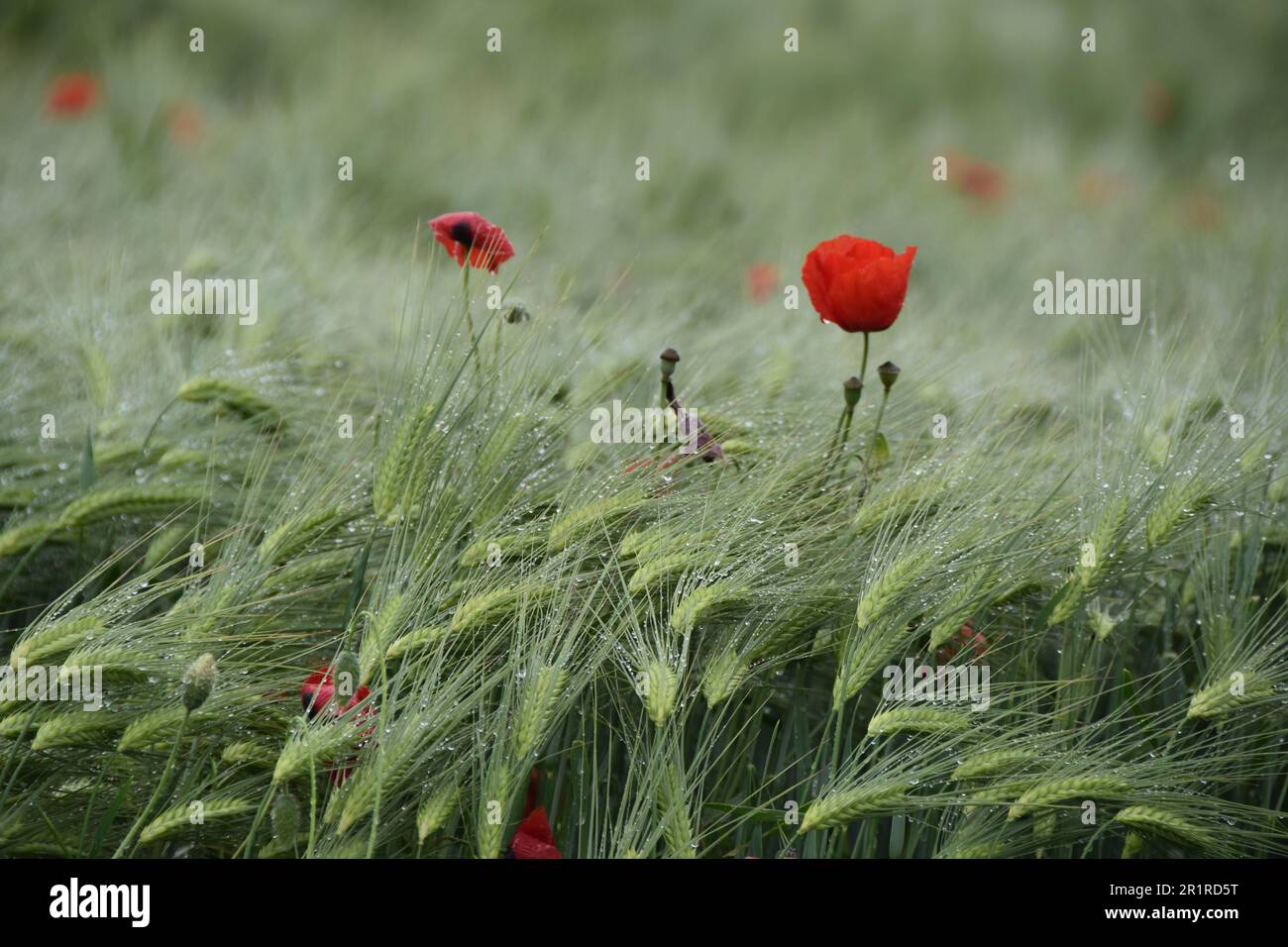 Gros plan de coquelicots sauvages poussant dans un champ de blé en pluie, Alessandria, Piémont, Italie Banque D'Images