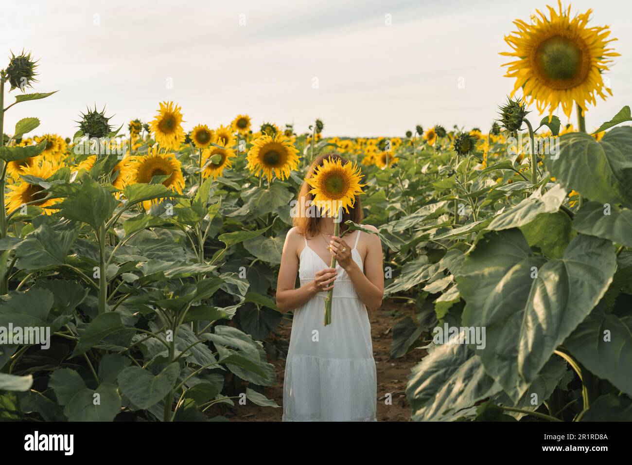 Femme debout dans un champ de tournesol en été tenant une fleur devant son visage, Biélorussie Banque D'Images