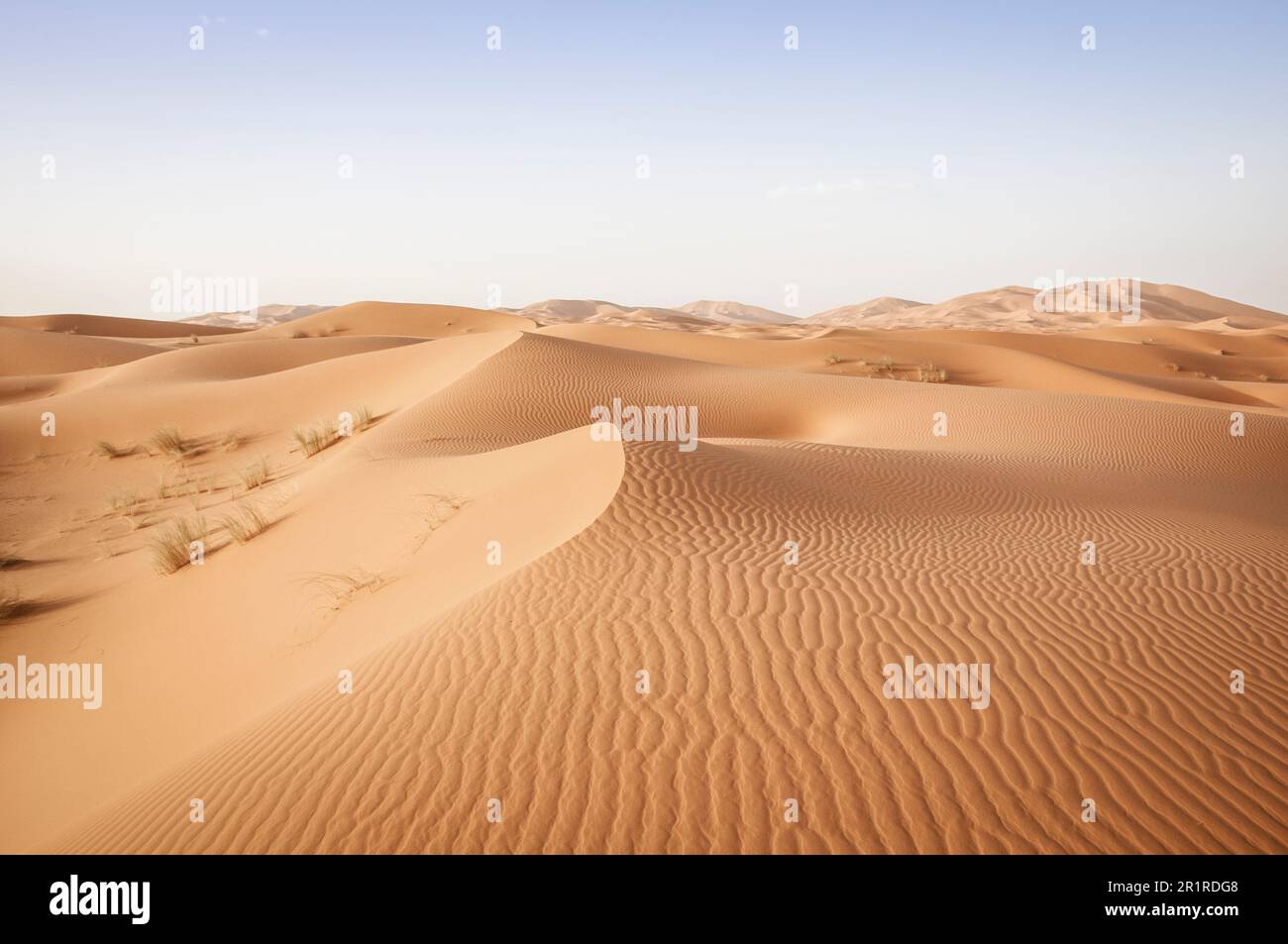 Dunes de sable en paysage désertique, Sahara, Maroc Banque D'Images
