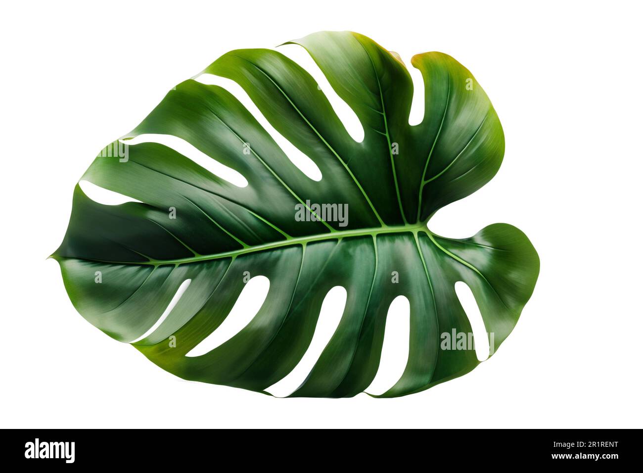 Feuille naturelle tropicale Monstera sur un arrière-plan isolé. Été, plat, vue de dessus Banque D'Images