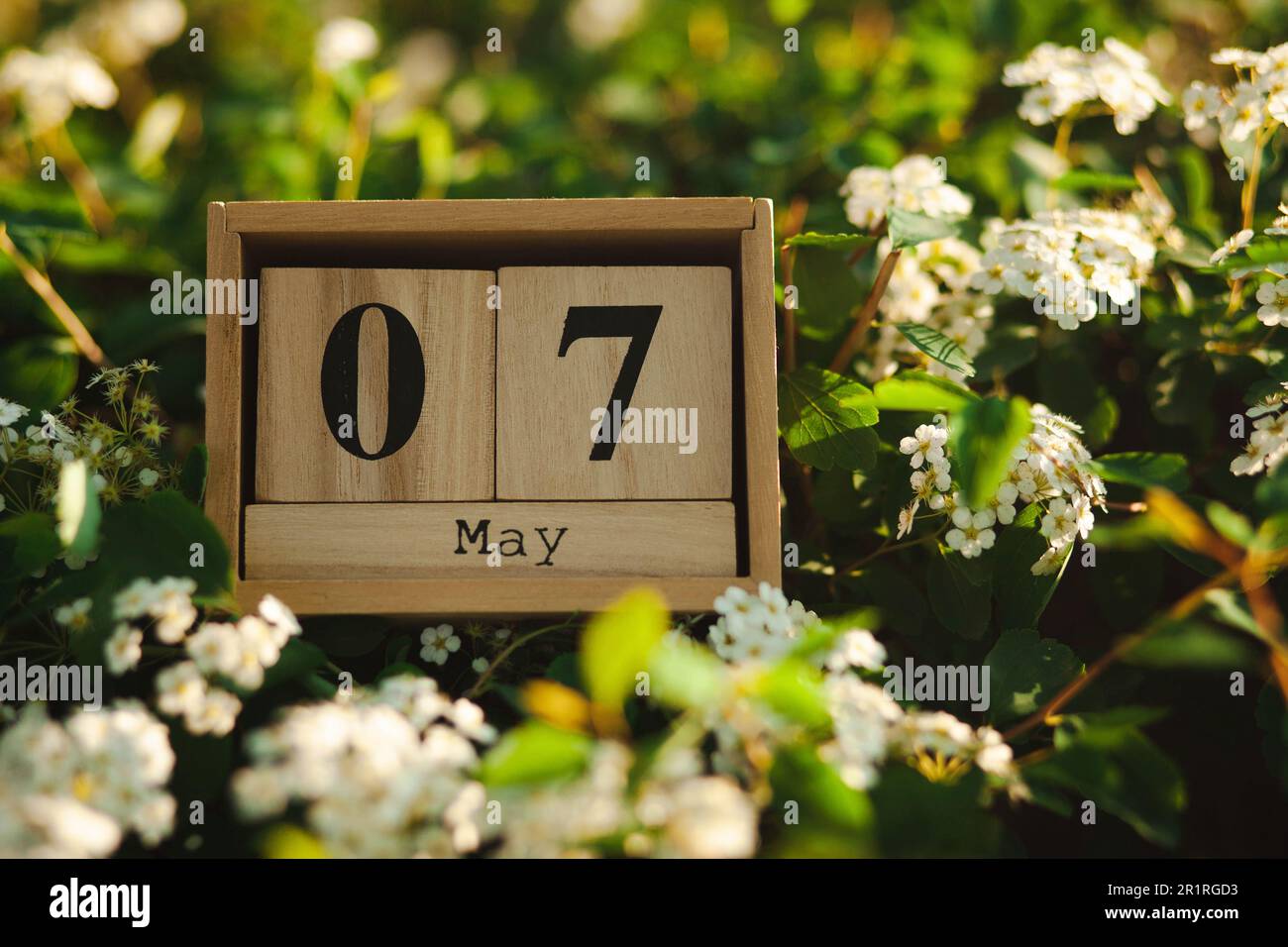 Blocs en bois avec la date du calendrier du 7 mai parmi les fleurs Banque D'Images