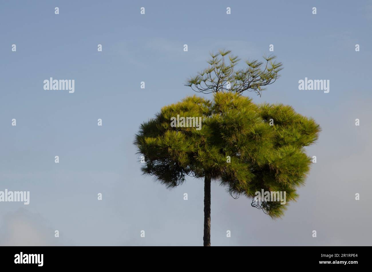 Île des Canaries pin (Pinus canariensis). Réserve naturelle intégrale d'Inagua. Tejeda. Gran Canaria. Îles Canaries. L'Espagne. Banque D'Images