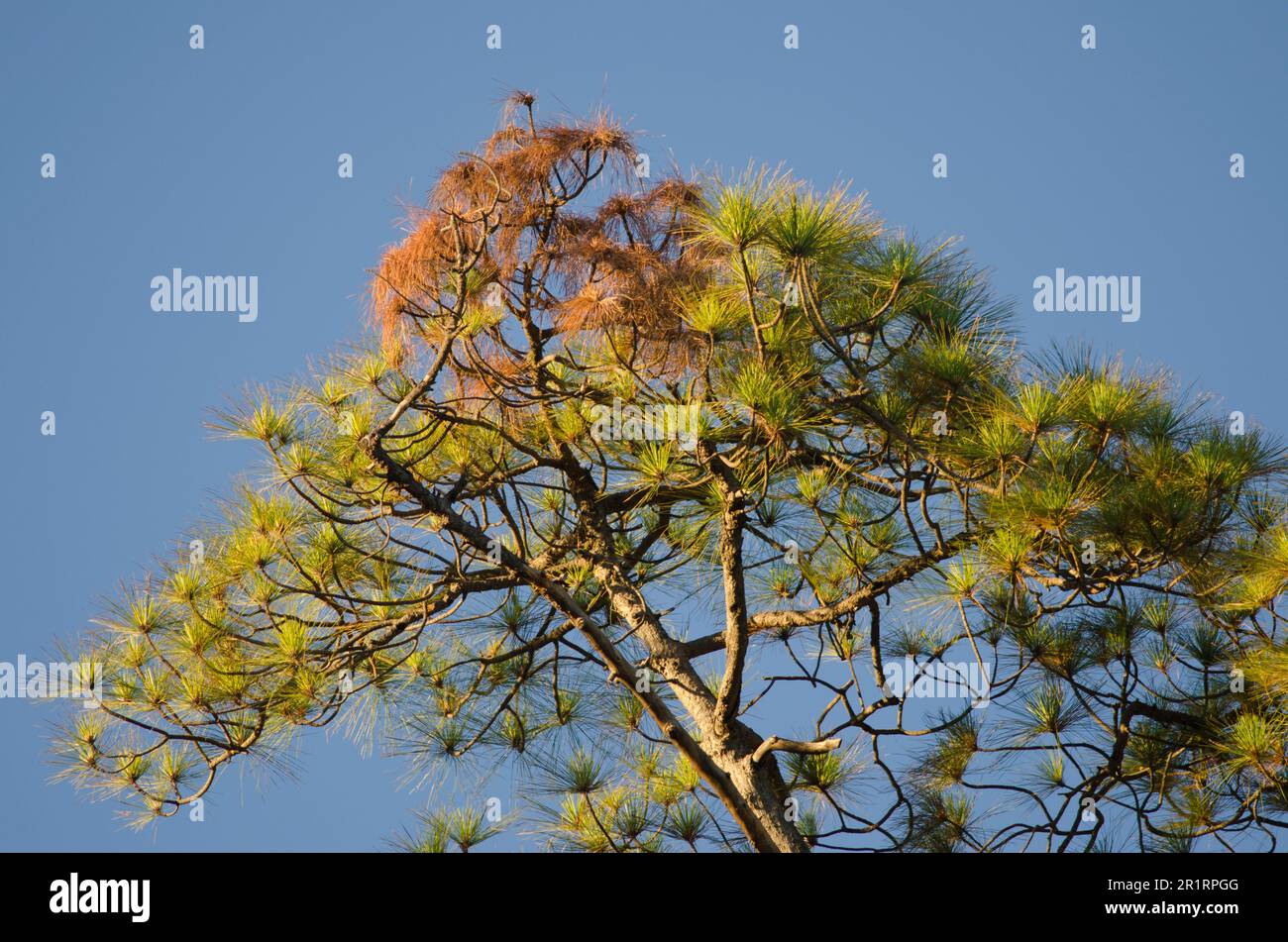 Île des Canaries pin (Pinus canariensis). Alsándara mountain. Réserve naturelle intégrale d'Inagua. Gran Canaria. Îles Canaries. L'Espagne. Banque D'Images