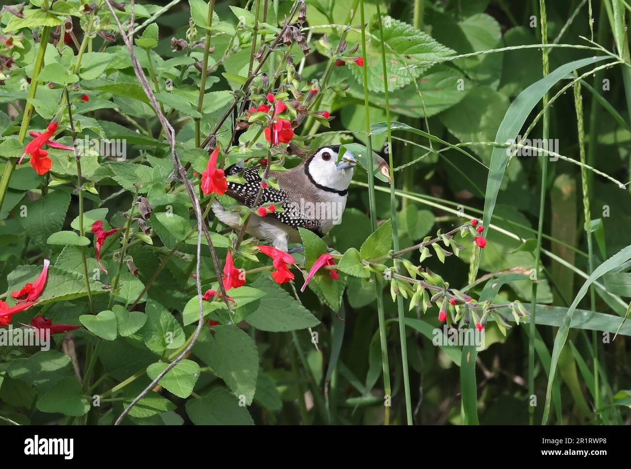 Finch à double barré (Taeniopygia bichenovii bichenovii) adulte se nourrissant de graines dans le sud-est du Queensland, en Australie. Mars Banque D'Images
