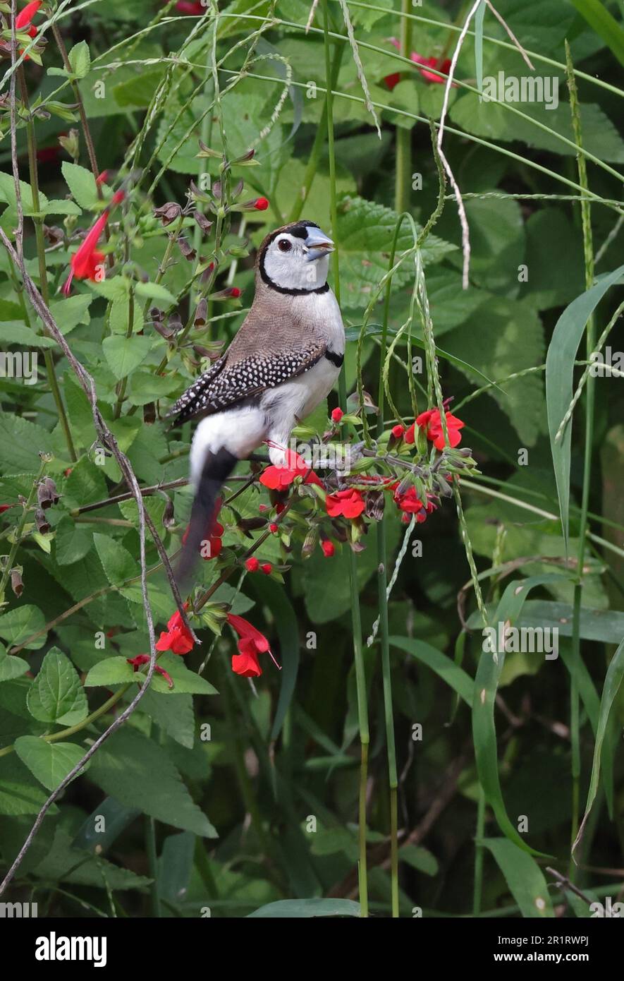 Finch à double barré (Taeniopygia bichenovii bichenovii) adulte se nourrissant de graines dans le sud-est du Queensland, en Australie. Mars Banque D'Images