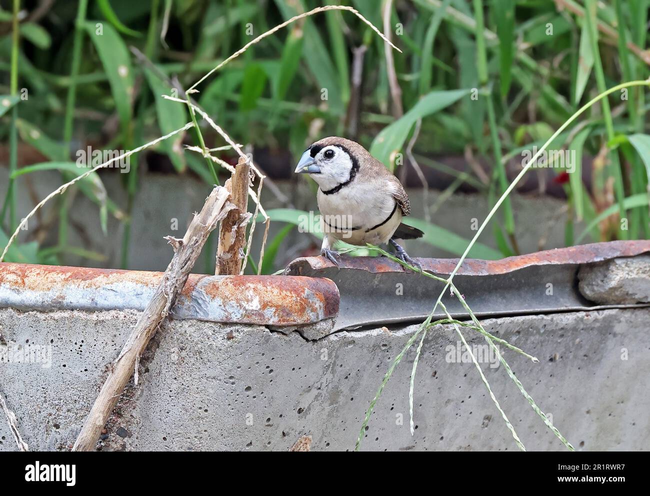 Finch à double barré (Taeniopygia bichenovii bichenovii) adulte perché sur de vieux bestiaux se nourrissant de graines au sud-est du Queensland, en Australie. Mars Banque D'Images