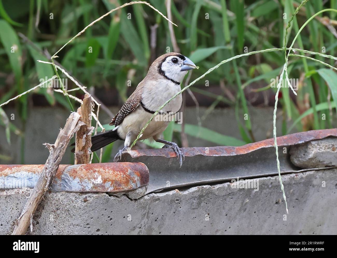 Finch à double barré (Taeniopygia bichenovii bichenovii) adulte perché sur de vieux bestiaux se nourrissant de graines au sud-est du Queensland, en Australie. Mars Banque D'Images