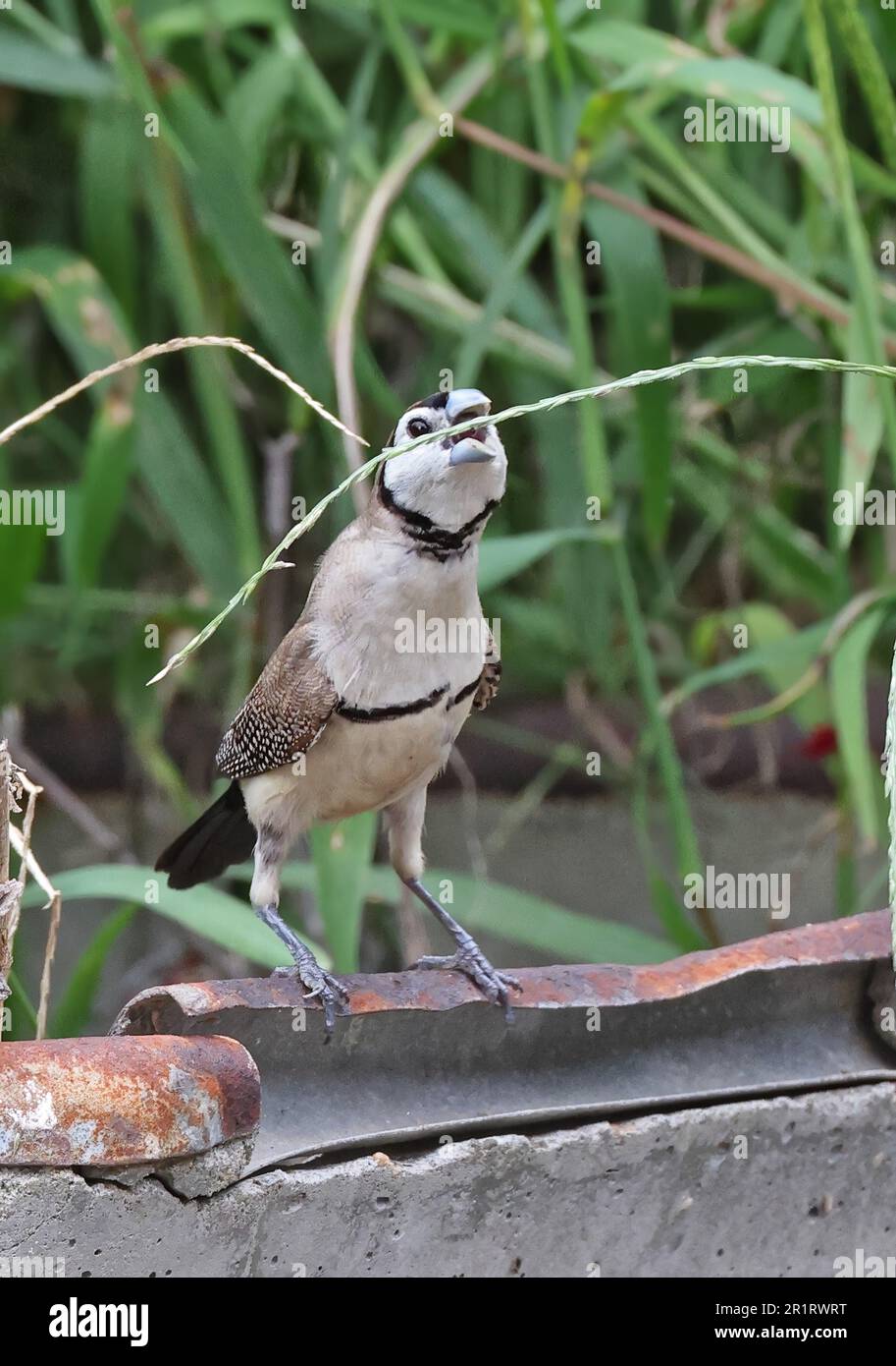 Finch à double barré (Taeniopygia bichenovii bichenovii) adulte perché sur de vieux bestiaux se nourrissant de graines au sud-est du Queensland, en Australie. Mars Banque D'Images