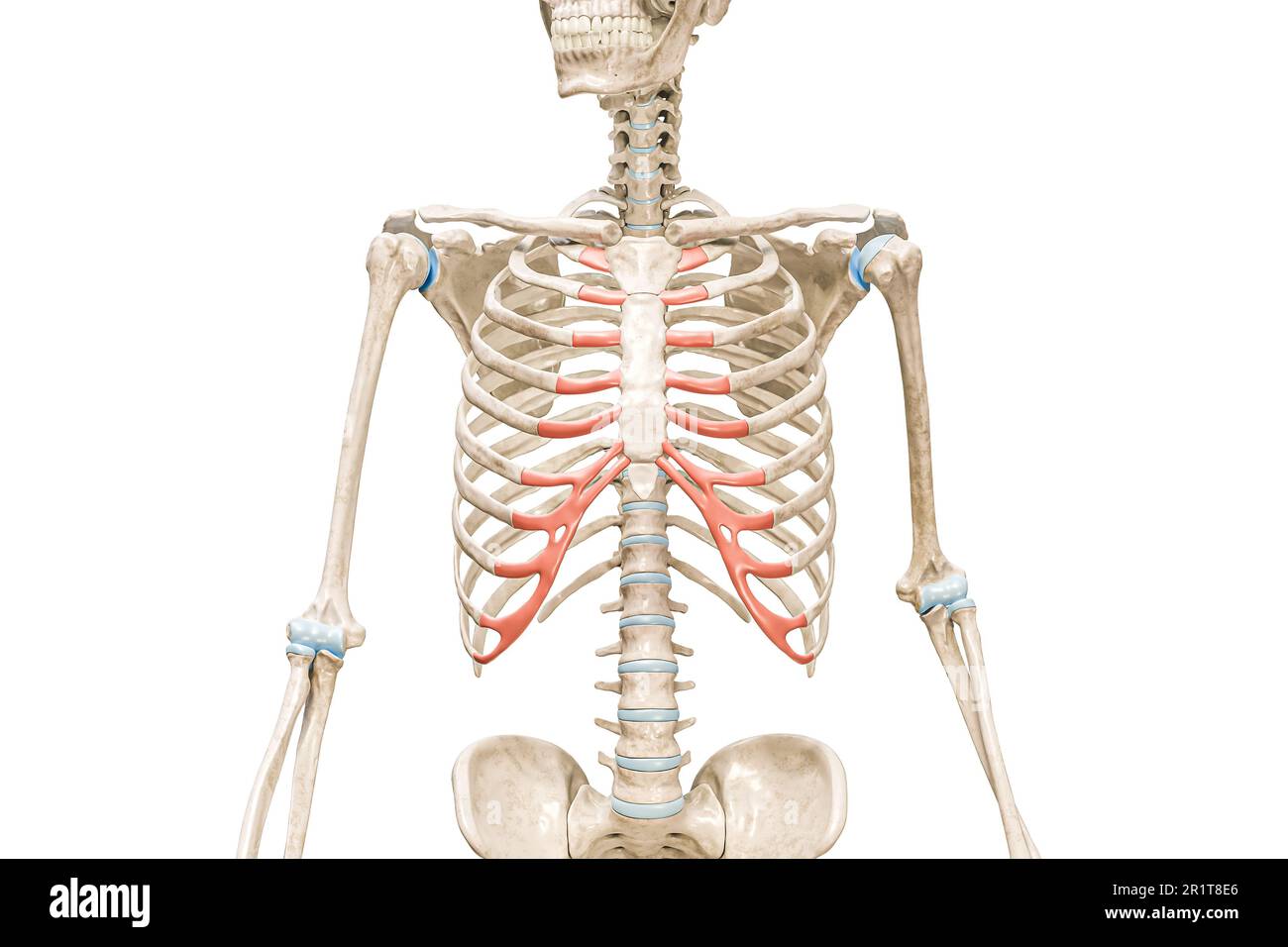 Cartilage costal de couleur rouge 3D illustration de rendu isolée sur blanc avec espace de copie. Squelette humain et cage thoracique, schéma médical, ostéo Banque D'Images