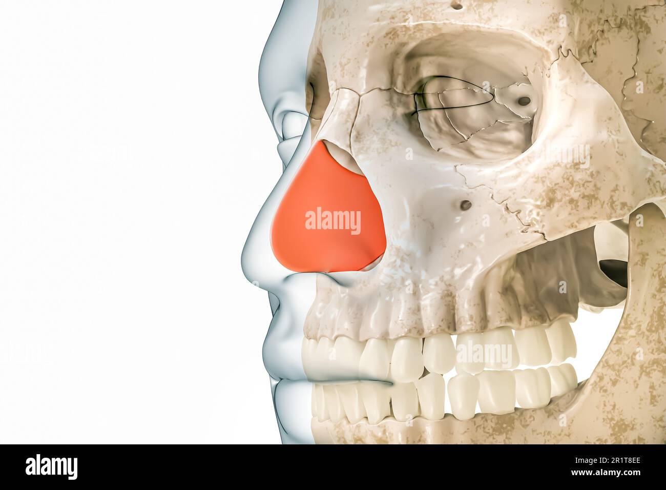 Cartilage septal ou septum en rouge avec contours du corps 3D illustration de rendu isolée sur blanc avec espace de copie. Squelette humain et anatomie du nez, med Banque D'Images