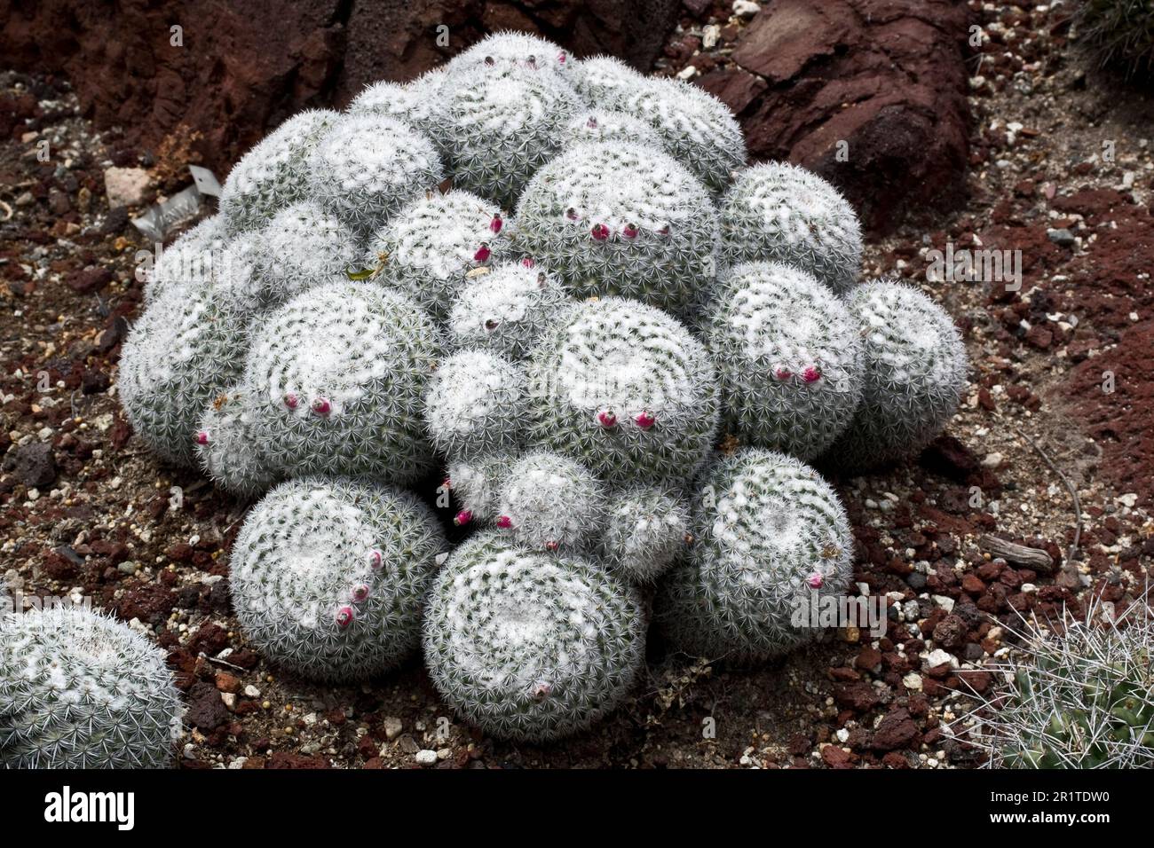 Cactus à bouton ou cactus de ping-pong dans le jardin extérieur fleurissent en petites fleurs rouges au printemps Banque D'Images