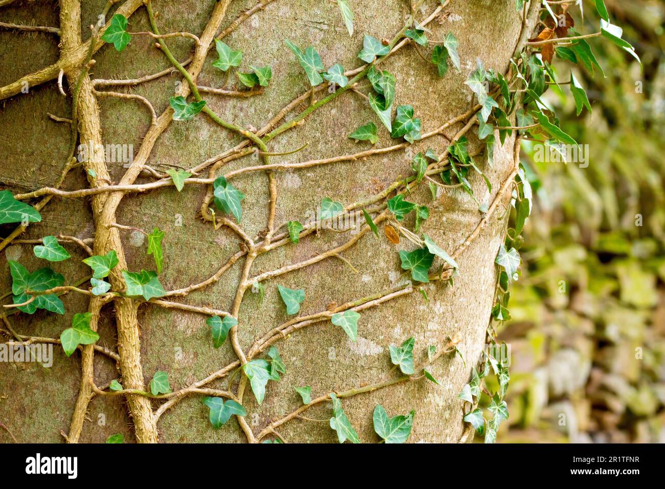 Ivy (hedera Helix), gros plan montrant les tiges ramifiées de l'arbuste grimpant attaché au tronc d'un grand hêtre mature. Banque D'Images
