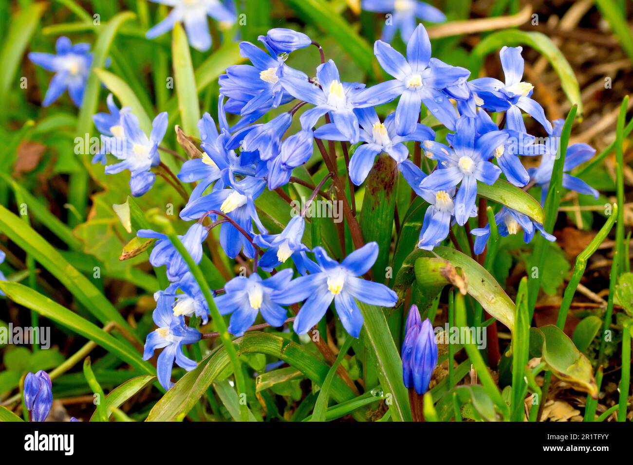 Squill de printemps (scilla verna, peut-être scilla forbesii), gros plan d'un groupe de fleurs de printemps bleu vif, probablement une évasion de jardin. Banque D'Images