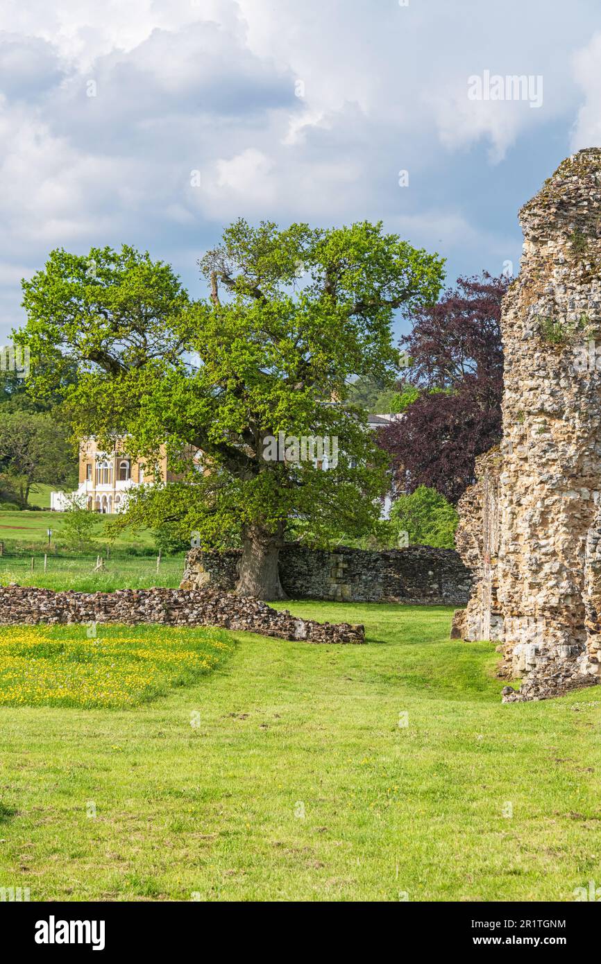 Les ruines de l'abbaye de Waverley près de Farnham Surrey, Waverley Abbey House peuvent être vues en arrière-plan. Banque D'Images