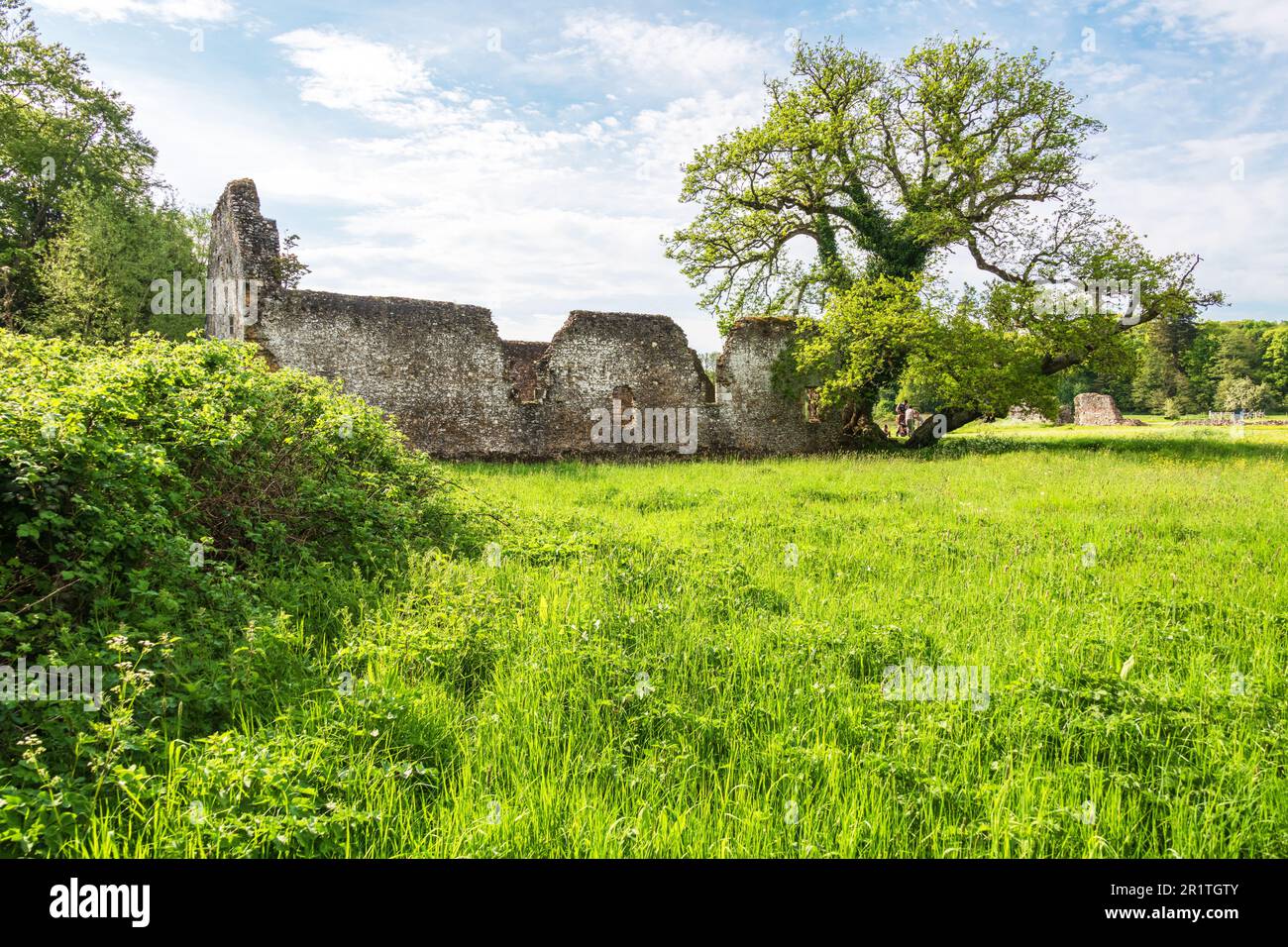 Ruines de l'abbaye de Waverley près de Farnham dans Surrey, la première abbaye cistercienne construite en Angleterre en 1128. Banque D'Images