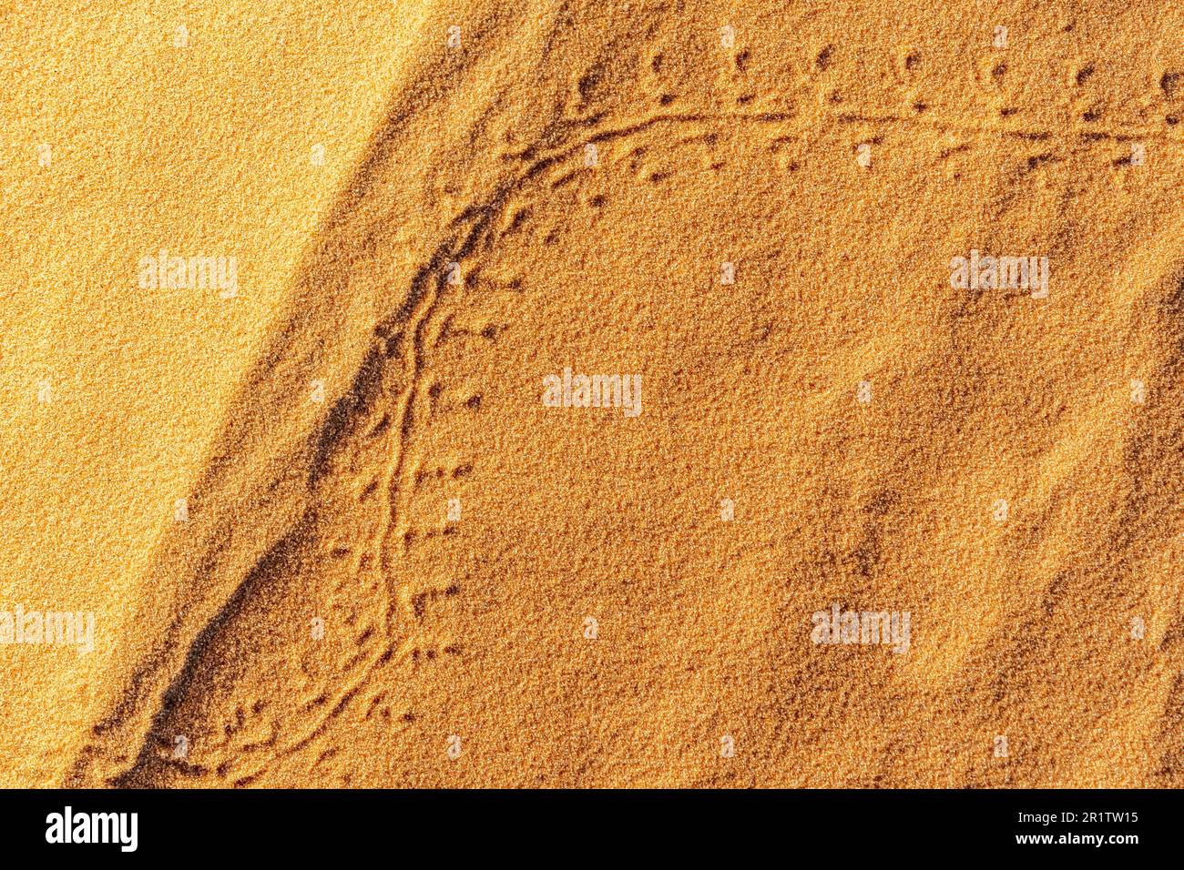 Empreintes d'un petit animal ou de traces d'insectes dessinant deux arcs sur le sable rouge doré du désert du Sahara. Gros plan de la vue en hauteur de la macro. Banque D'Images