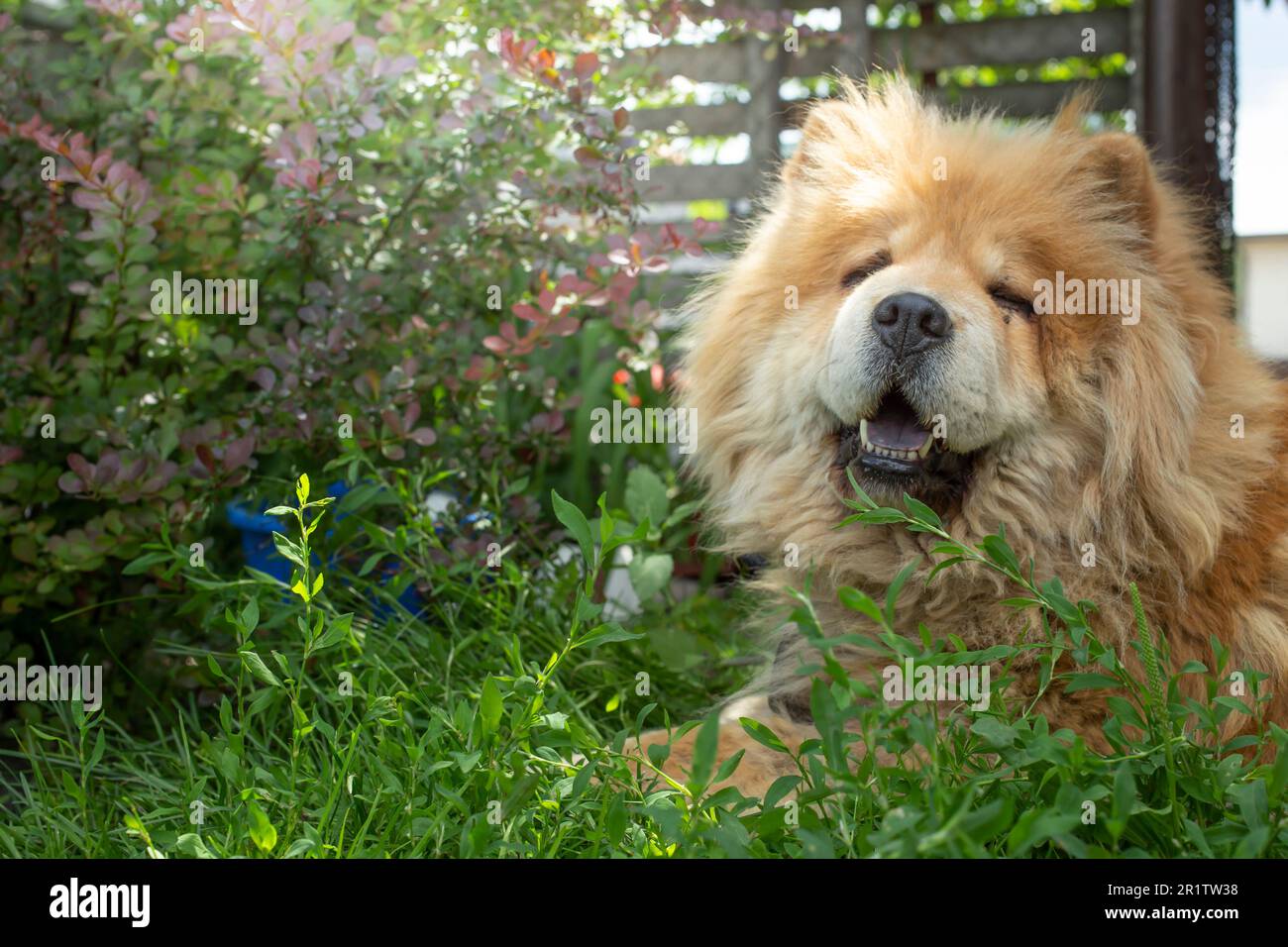 Chow chow chien reposant entre les plantes vertes et les fleurs dans le jardin, portrait de mise au point douce Banque D'Images