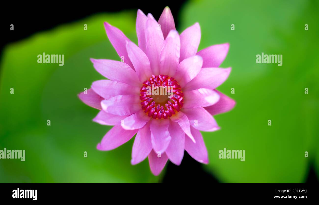 Belle rose couleur eau Lily entièrement fleuri angle supérieur avec des feuilles vertes floues. Mise au point sélective. Banque D'Images
